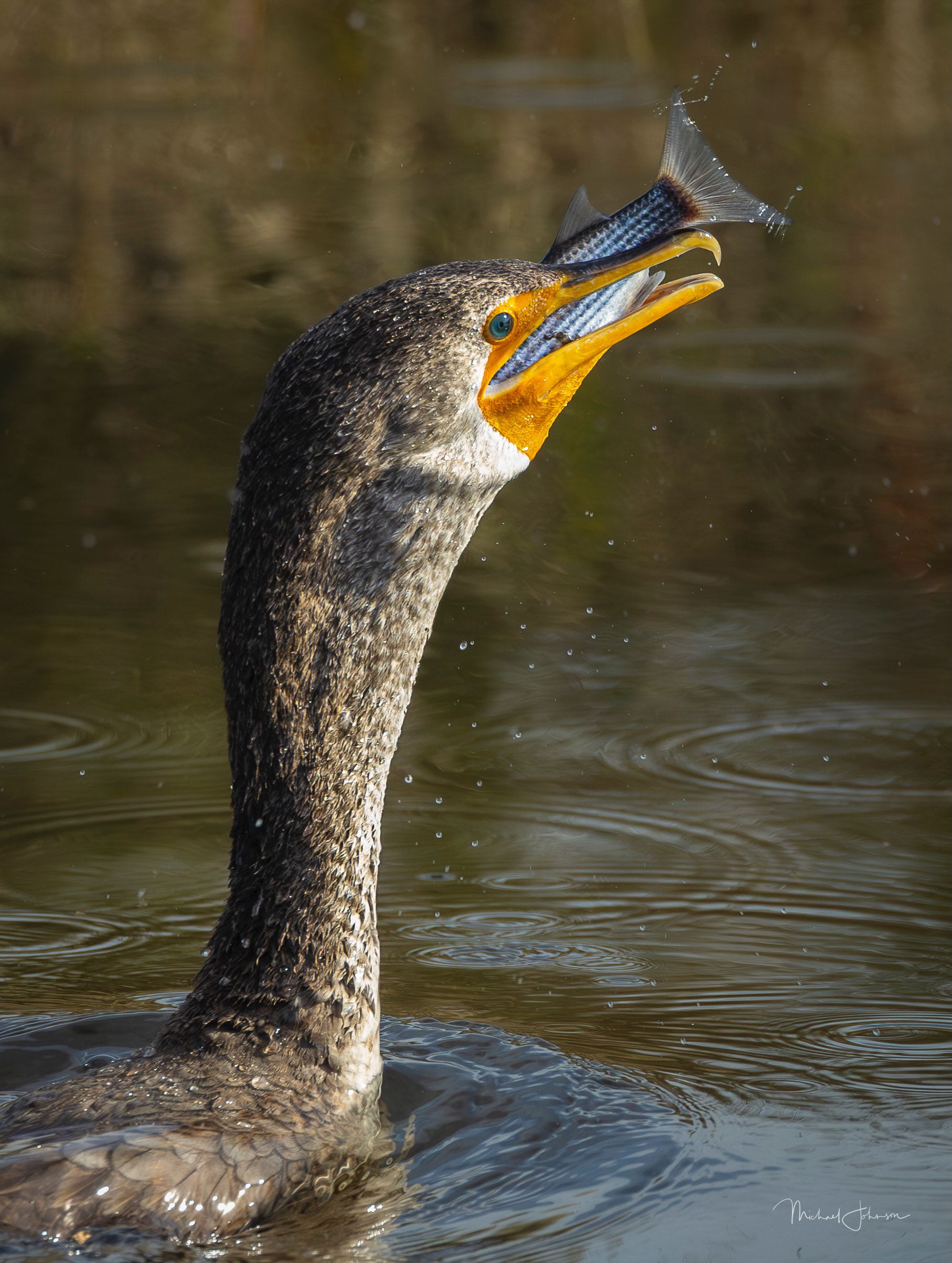 Double-Crested Cormorant