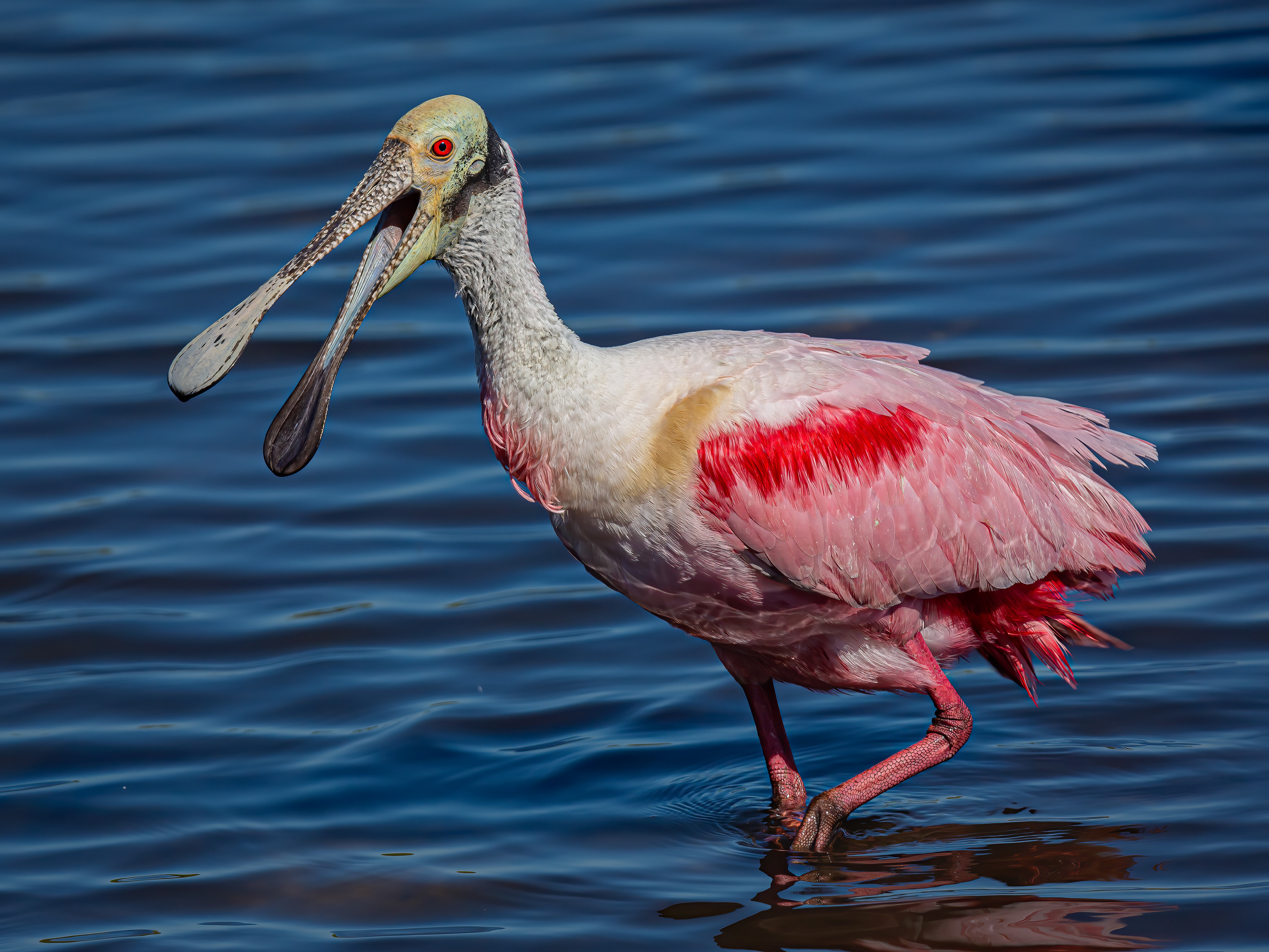 Roseate Spoonbill