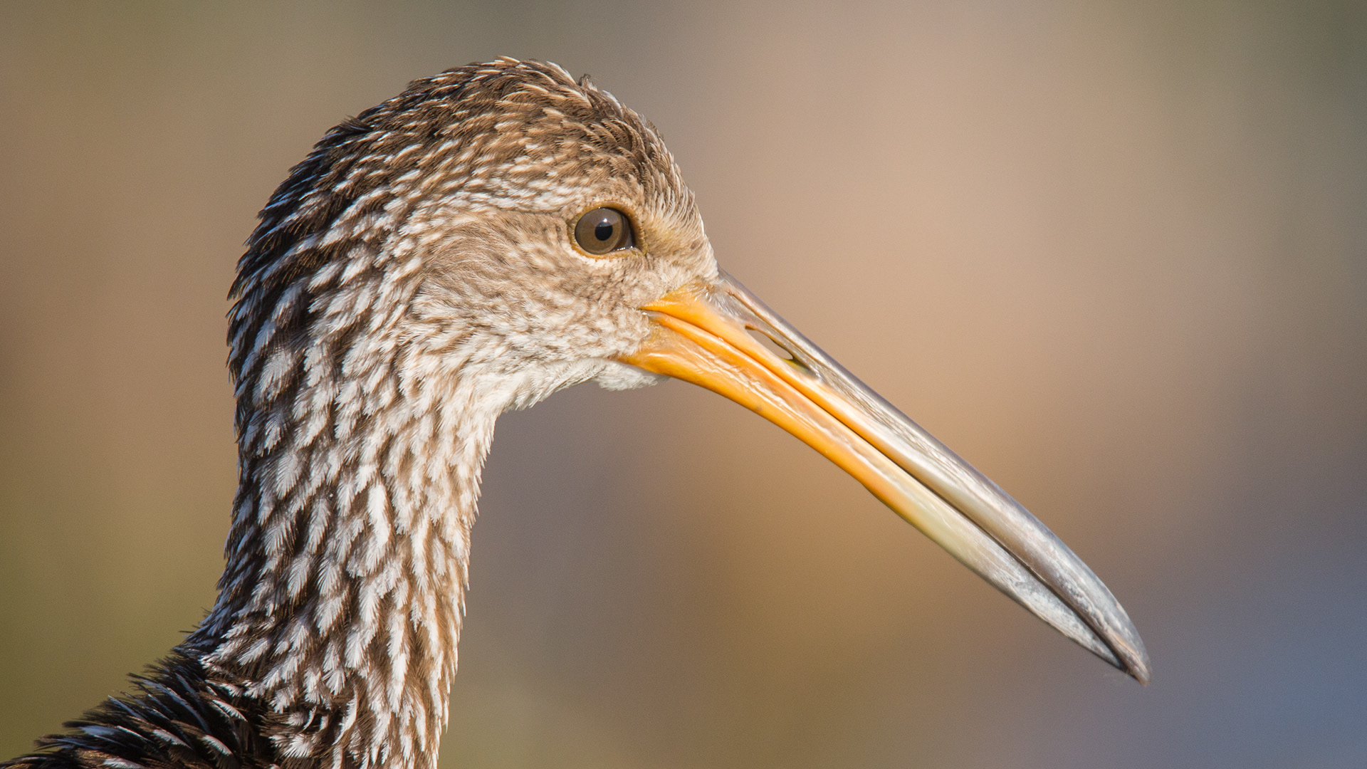 Limpkin