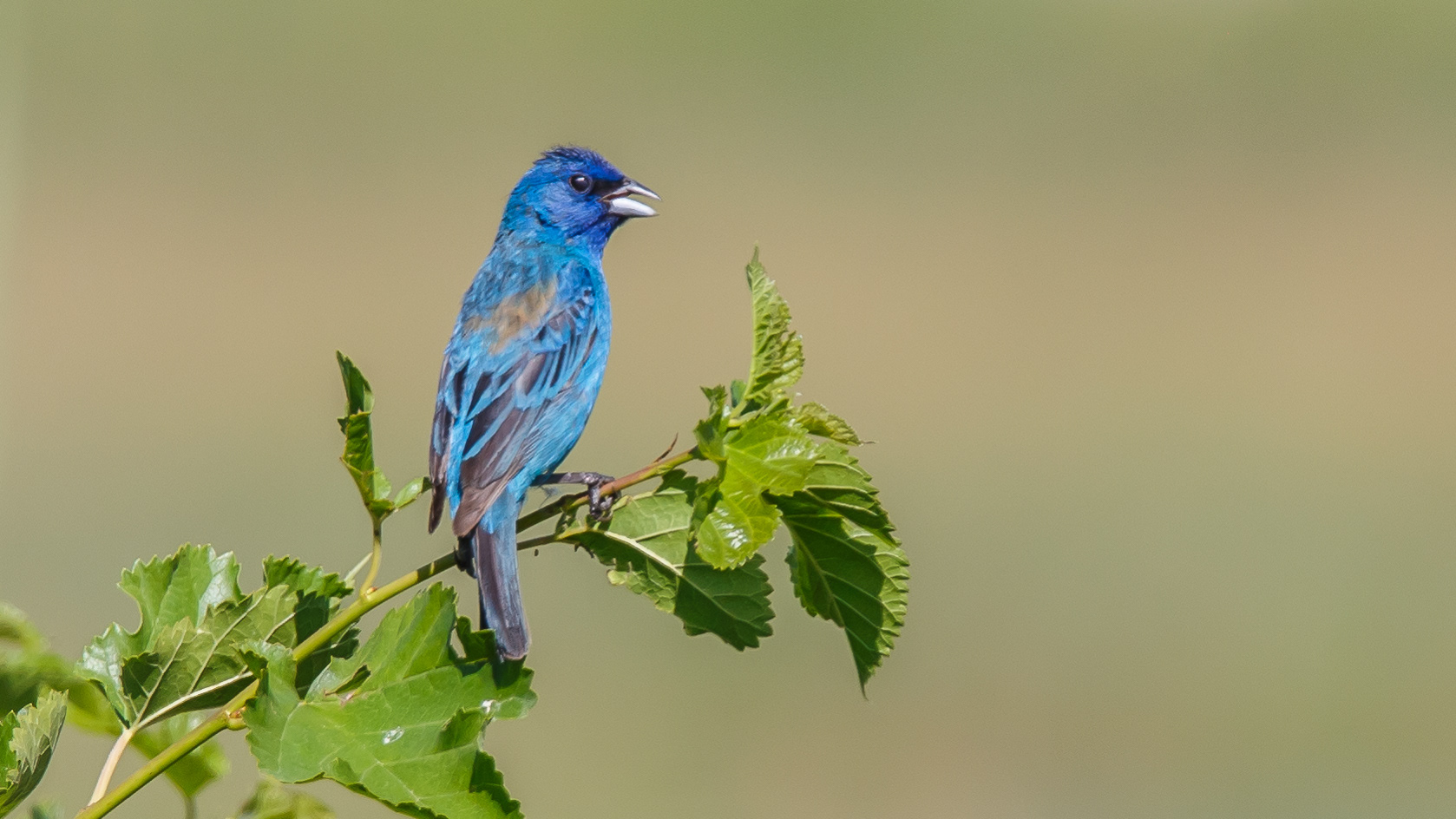 Indigo Bunting