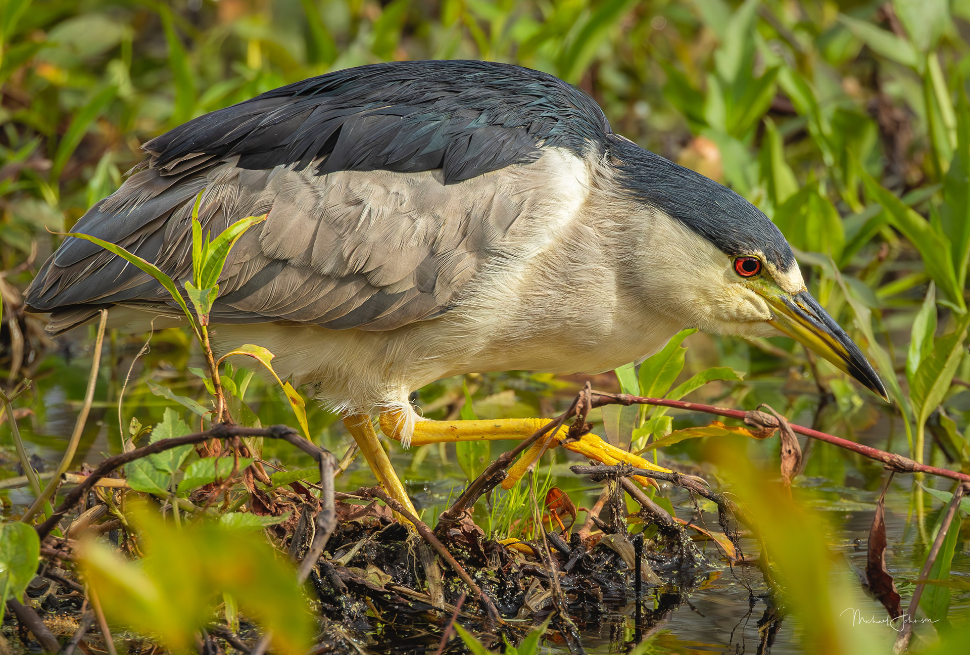 Black-crowned Night Heron