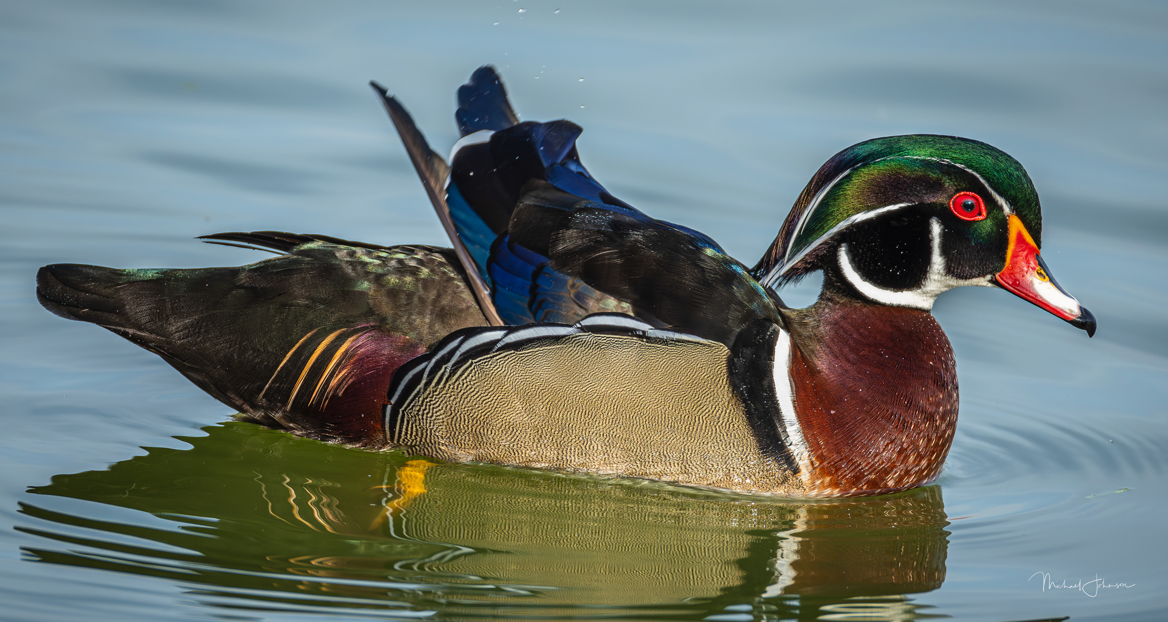 Wood Duck