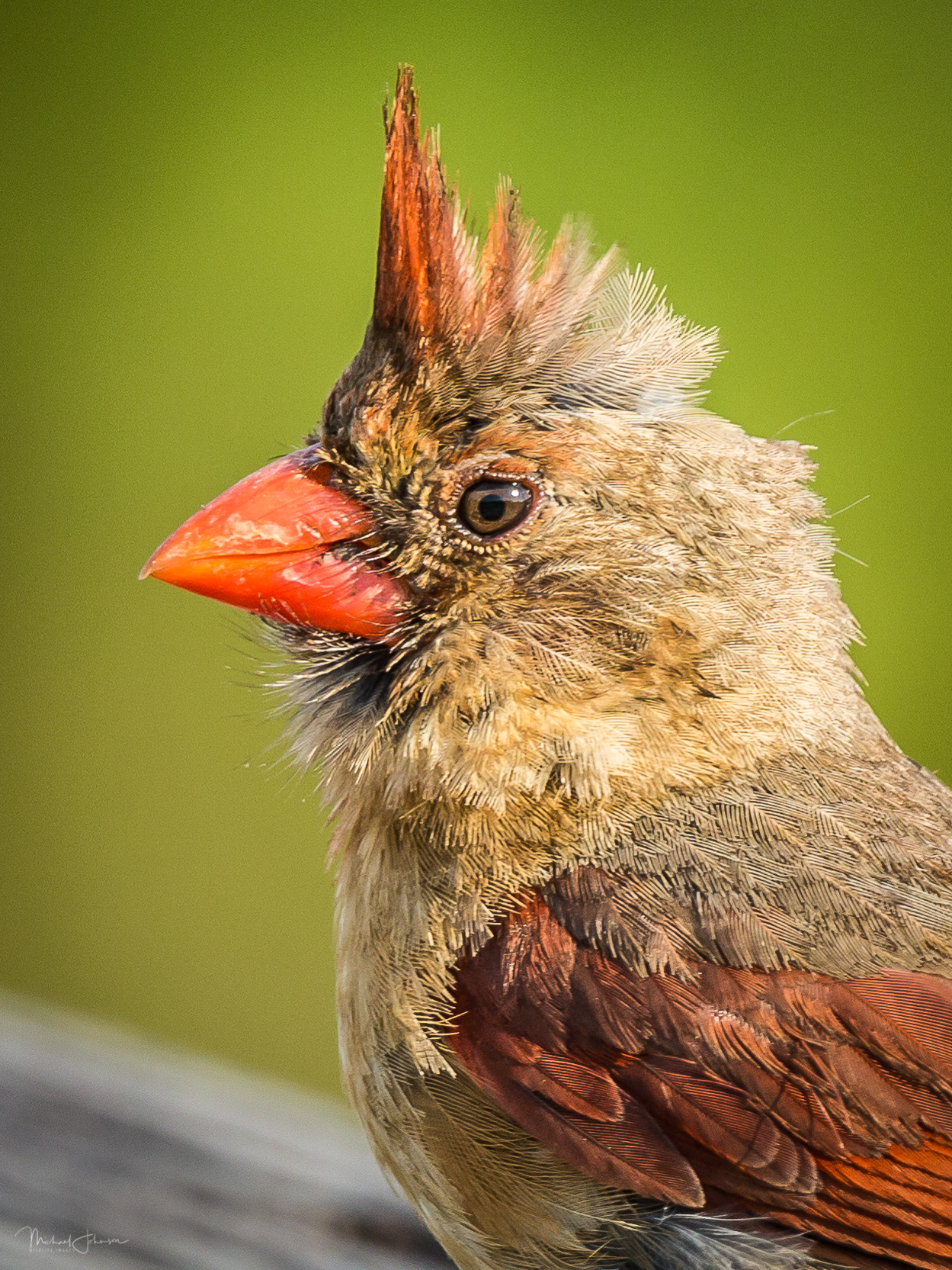 Northern Cardinal
