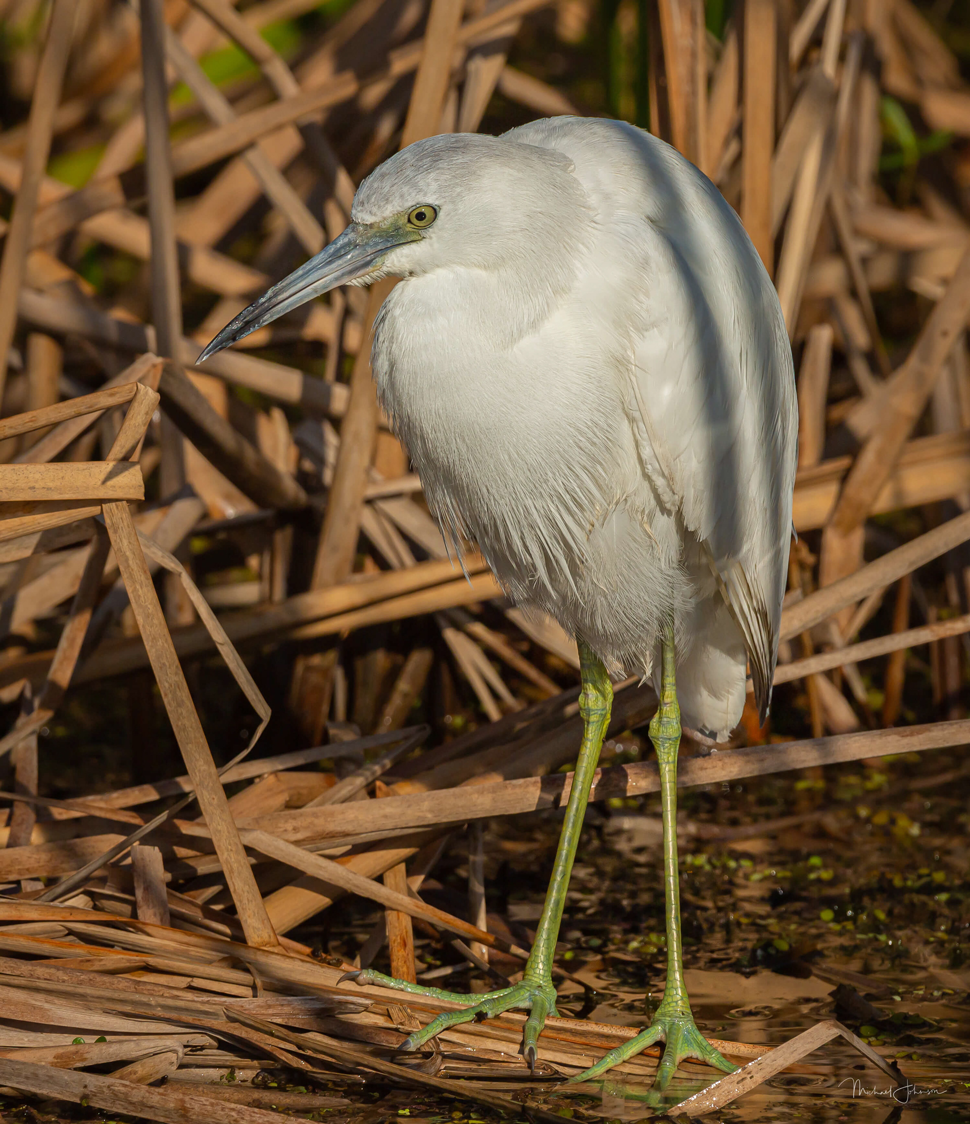 Little Blue Heron