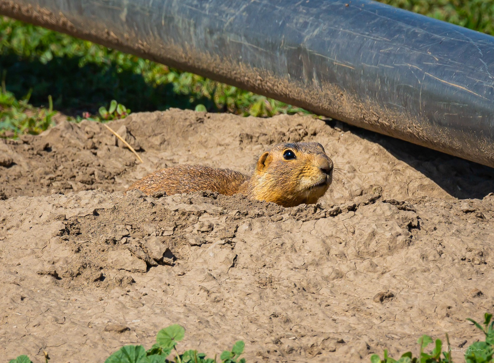Prairie Dog