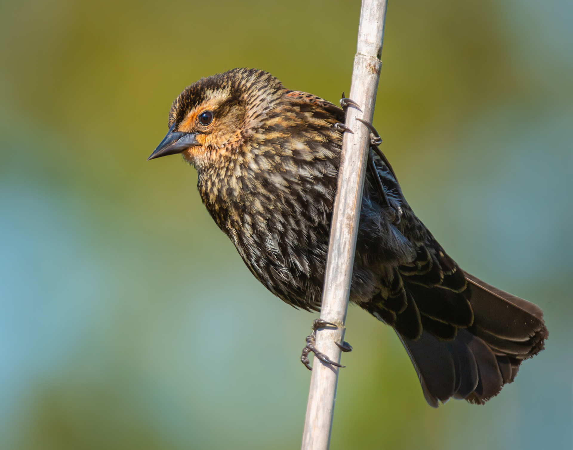 Red-winged Blackbird