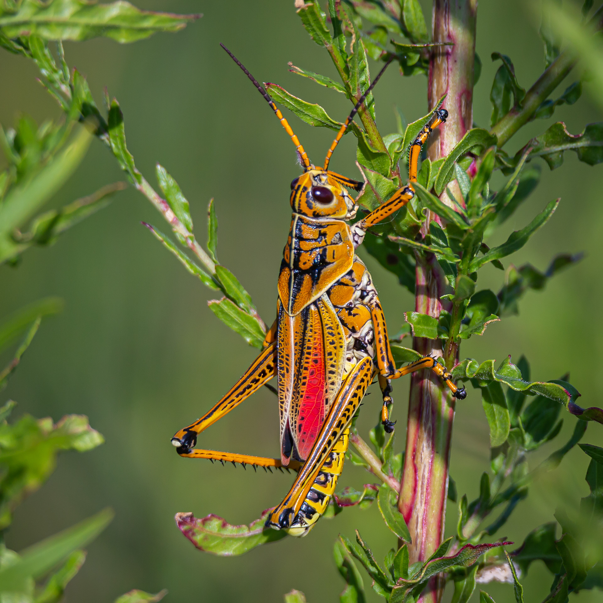 Lubber Grasshopper