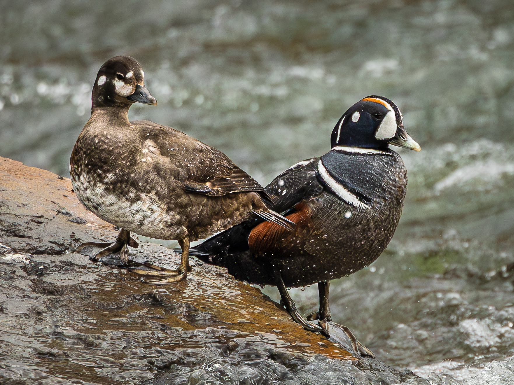 Harlequin Duck