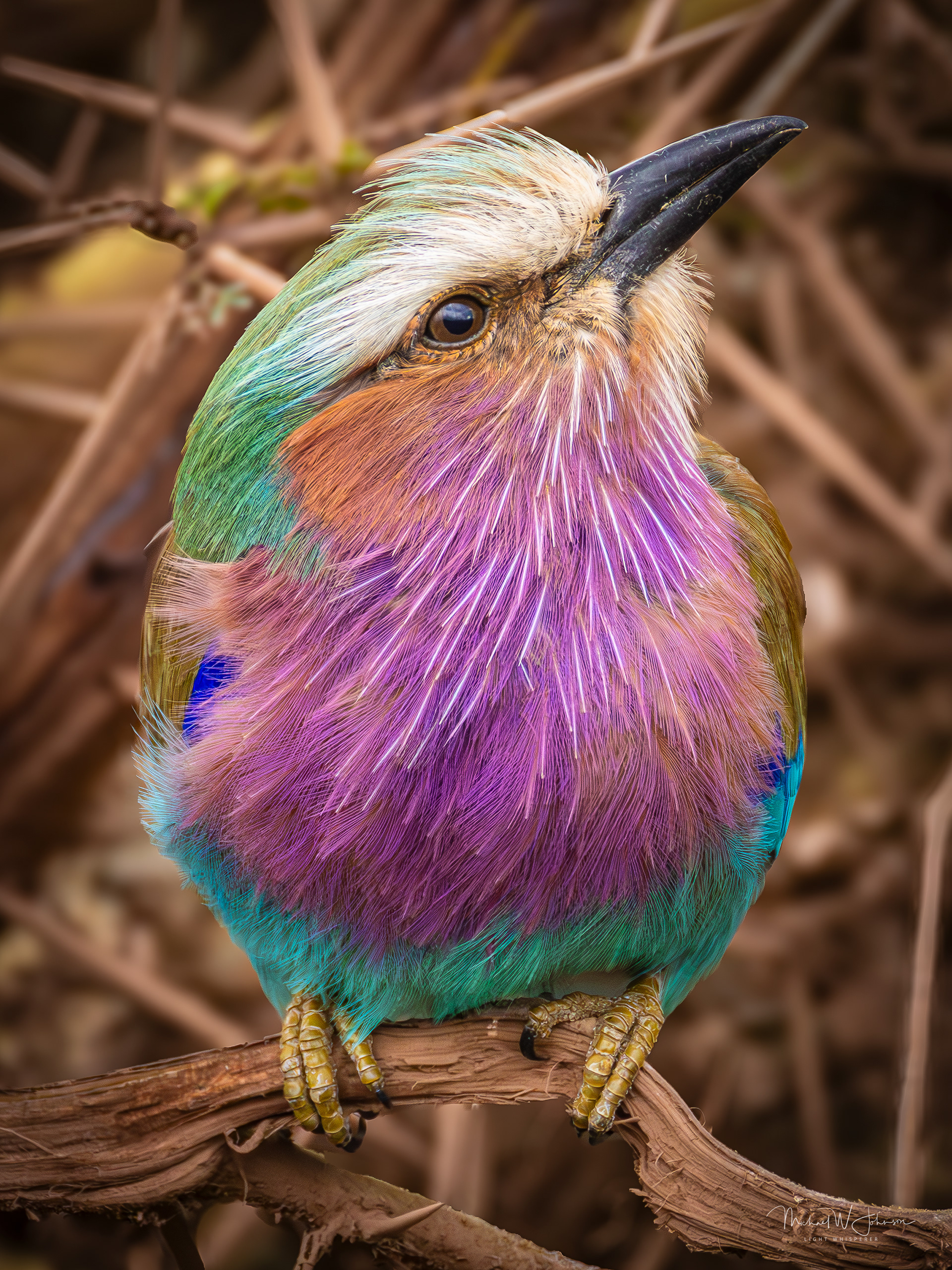 Lilac-breasted Roller