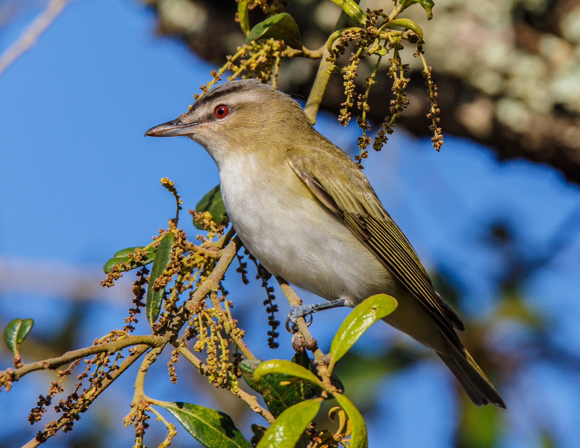 Red-eyed Vireo