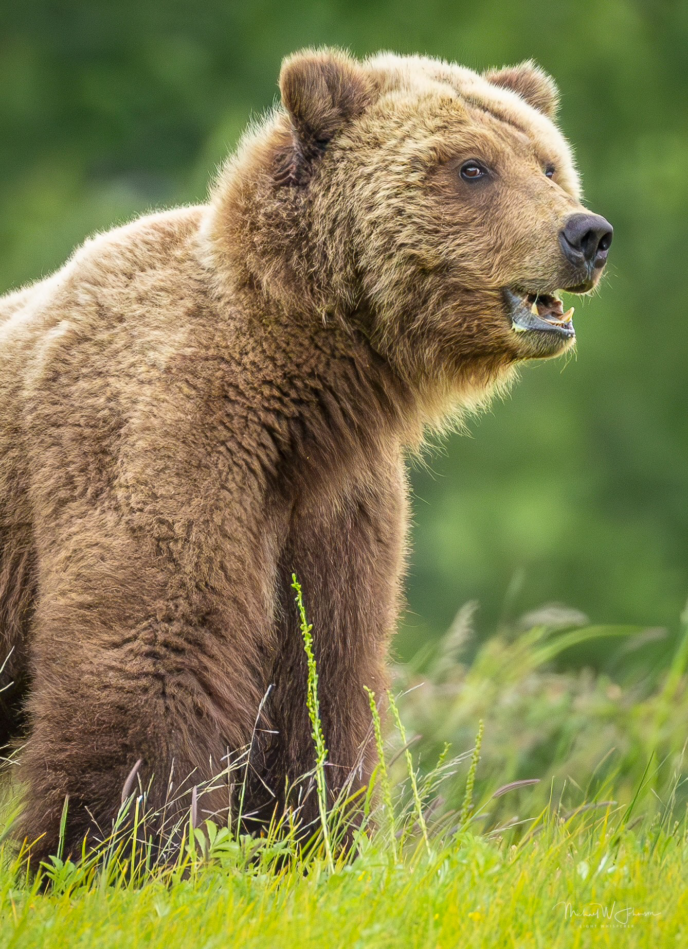 Brown Bear - Rip