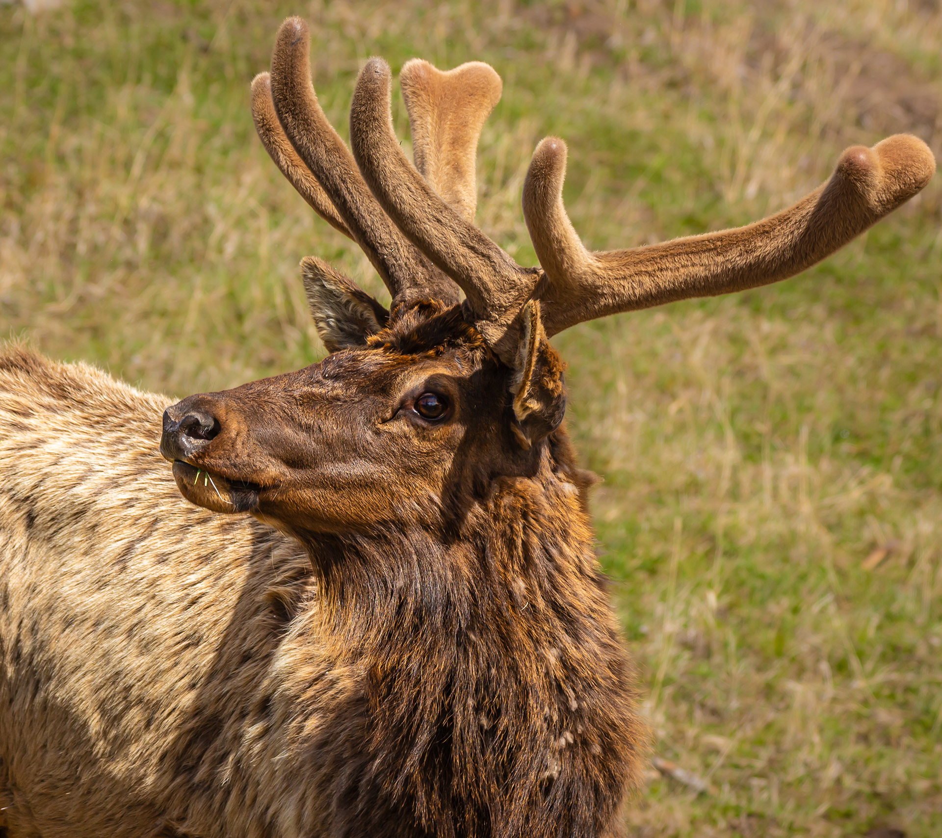 Elk