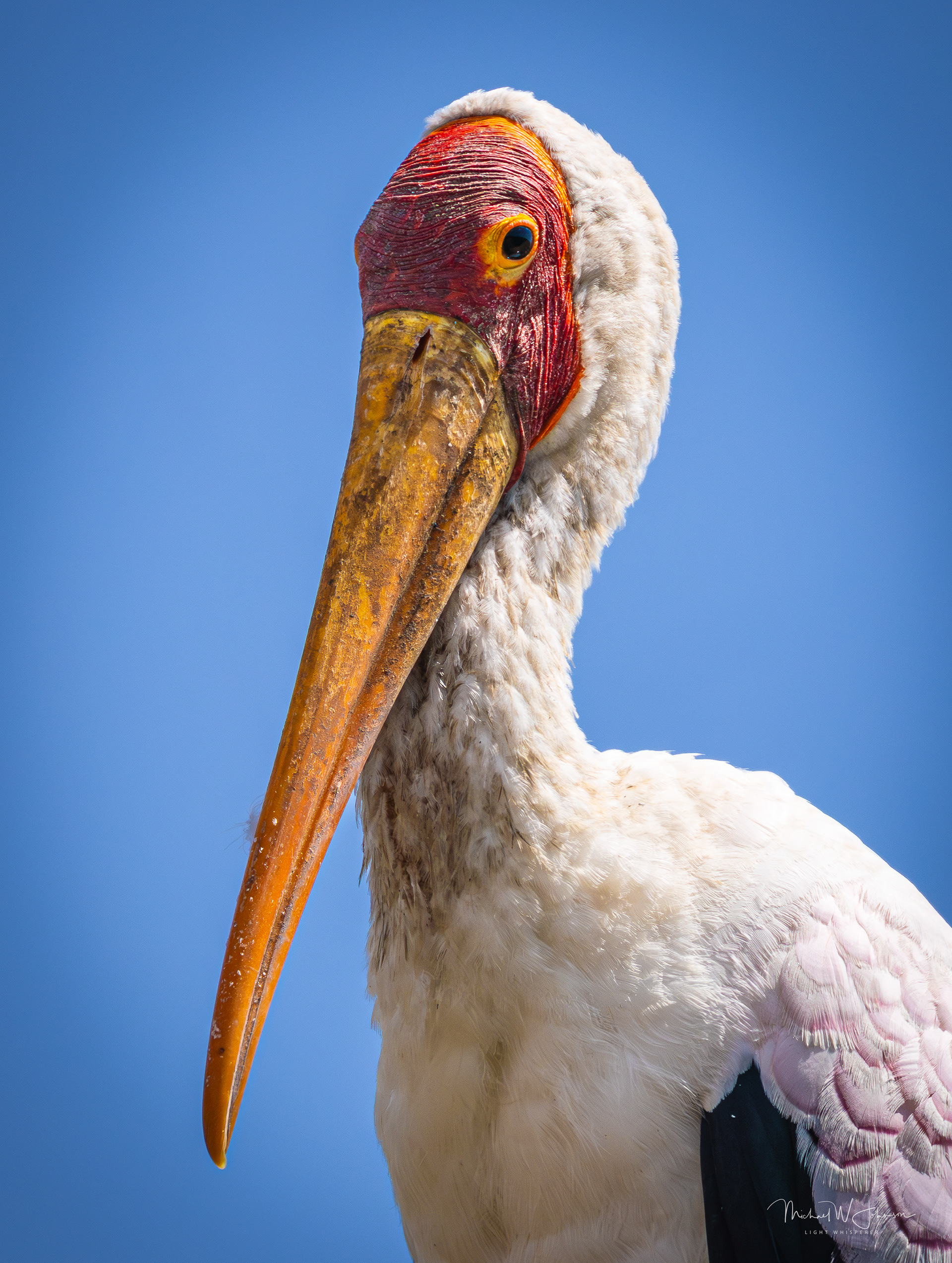 Yellow-billed Stork