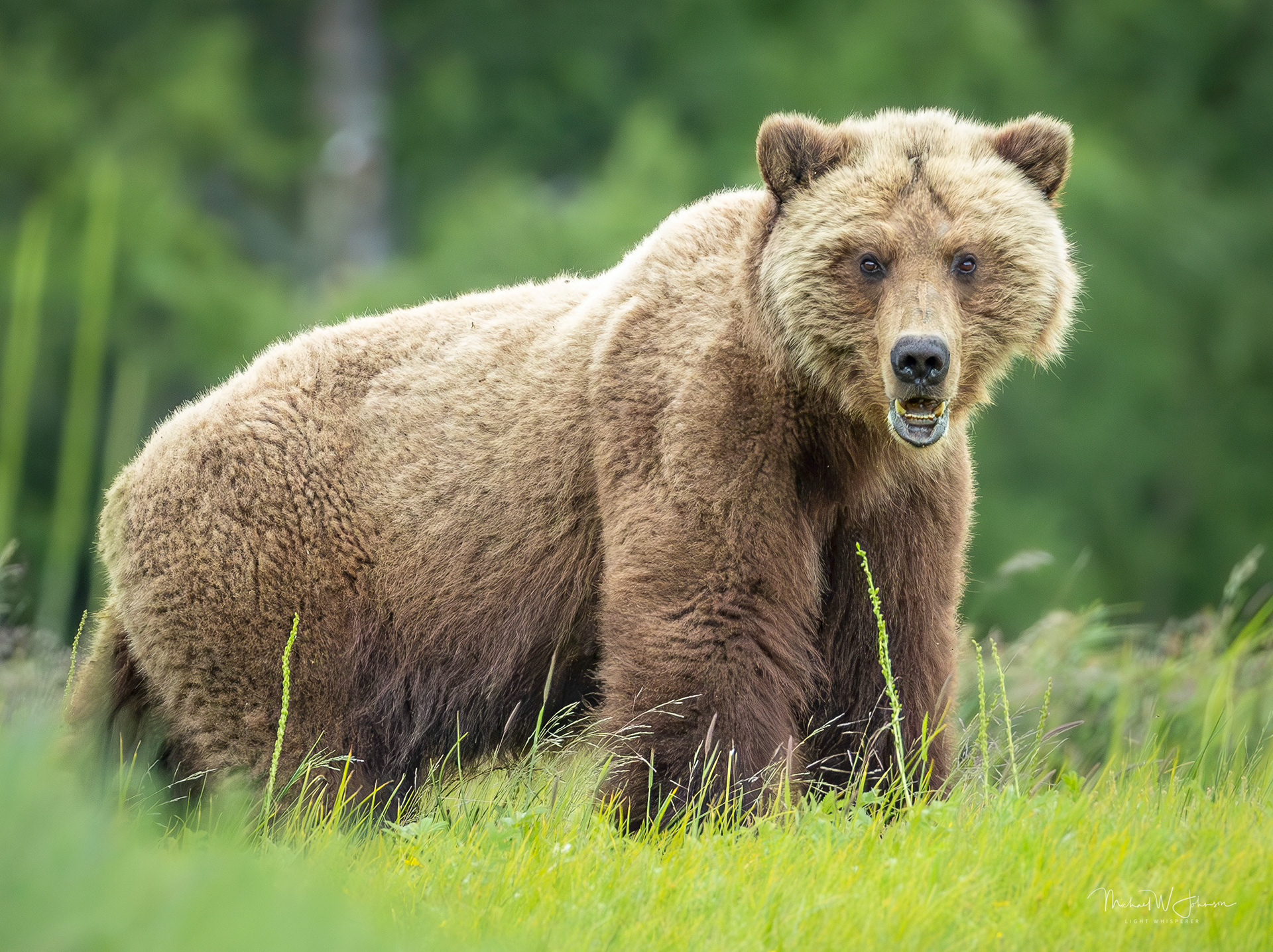 Brown Bear - Rip