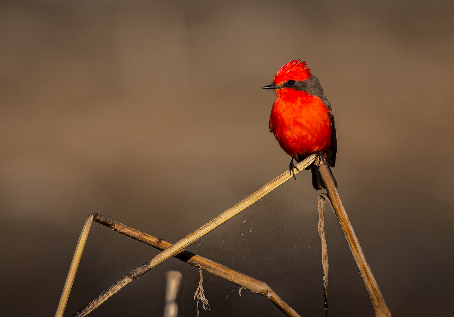 Blank Wall Gallery - Athens, Greece - May 15-17, 2020  -  Webmaster