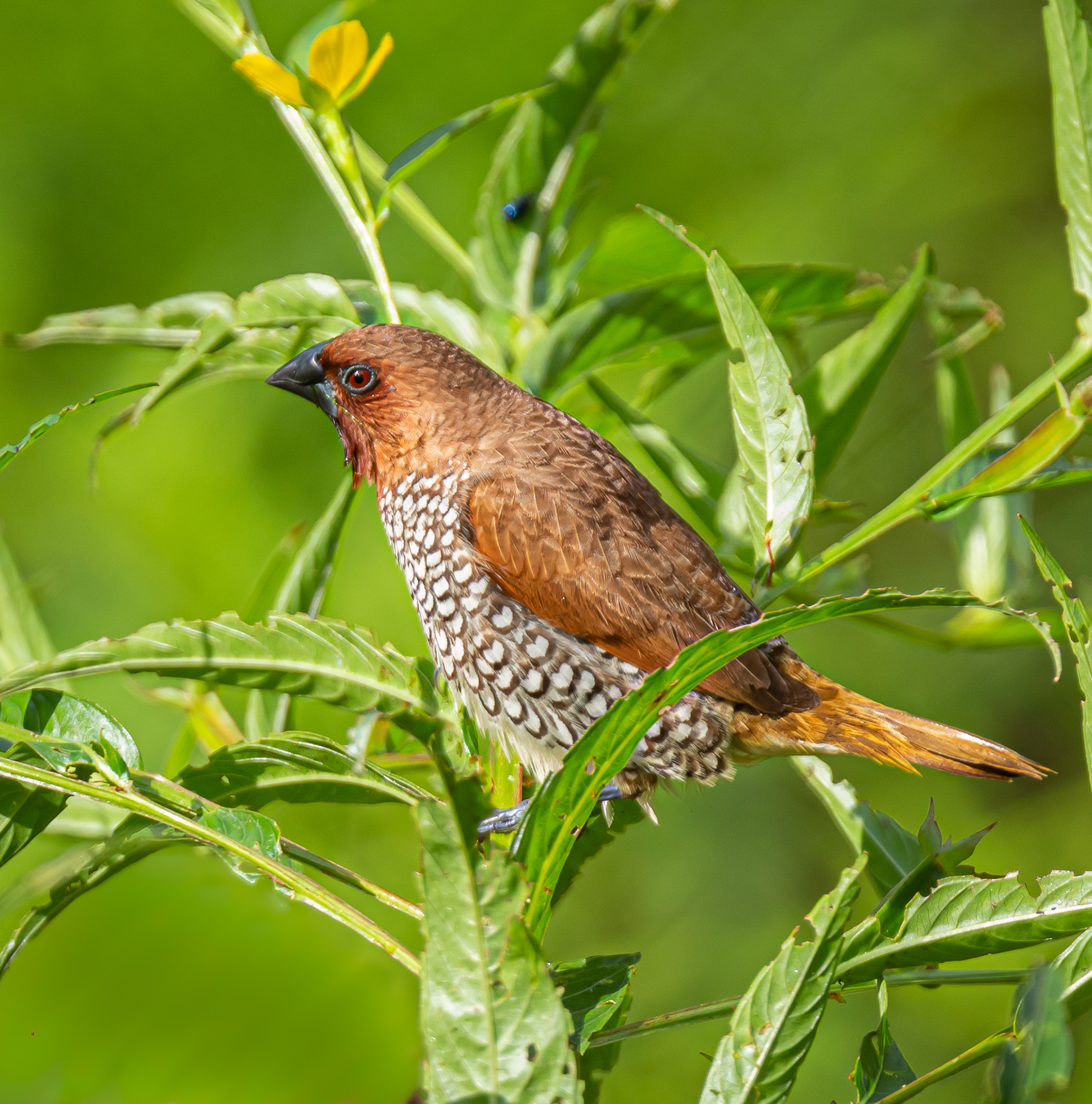 Scaly-breasted Munia