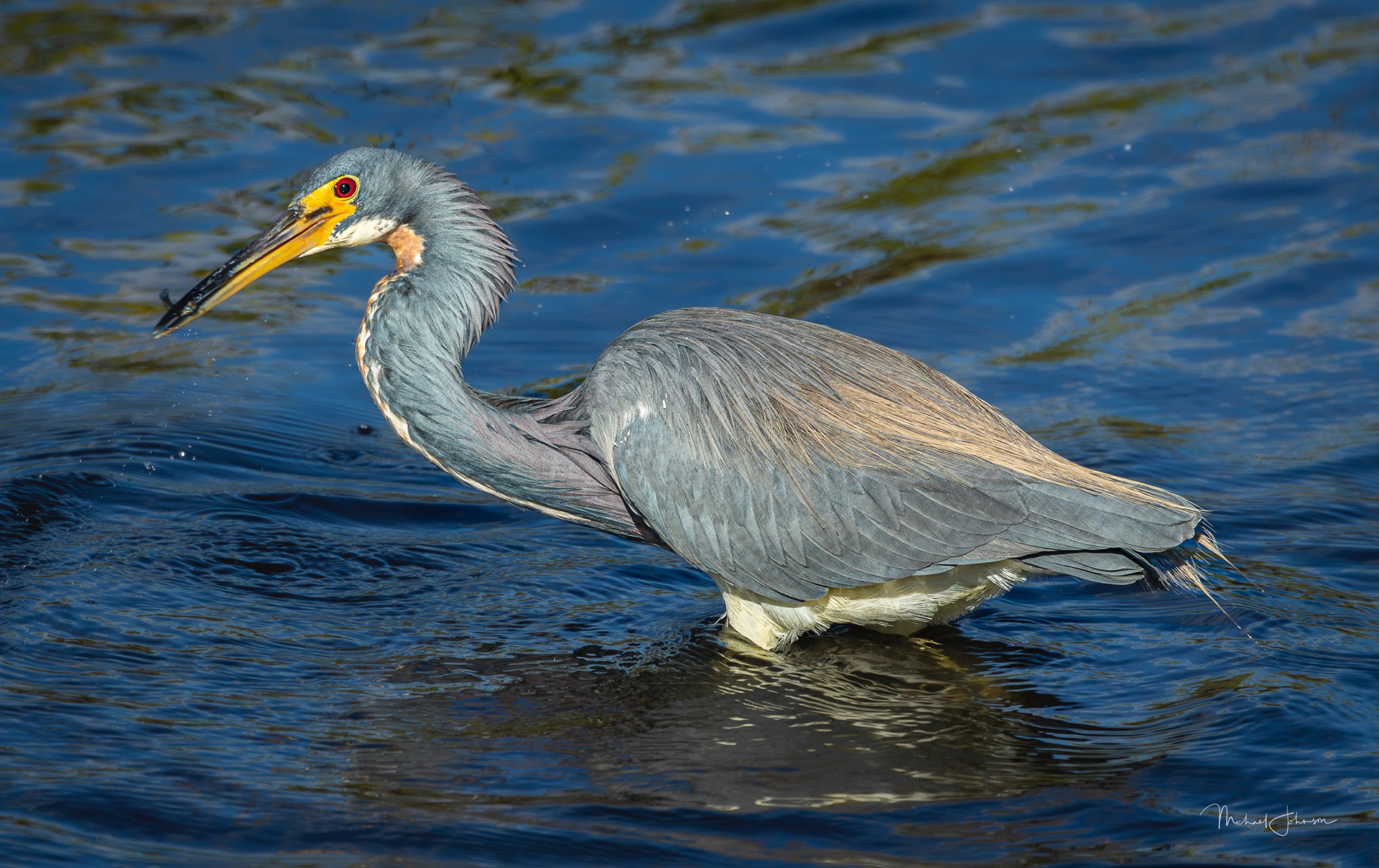 Tricolored Heron
