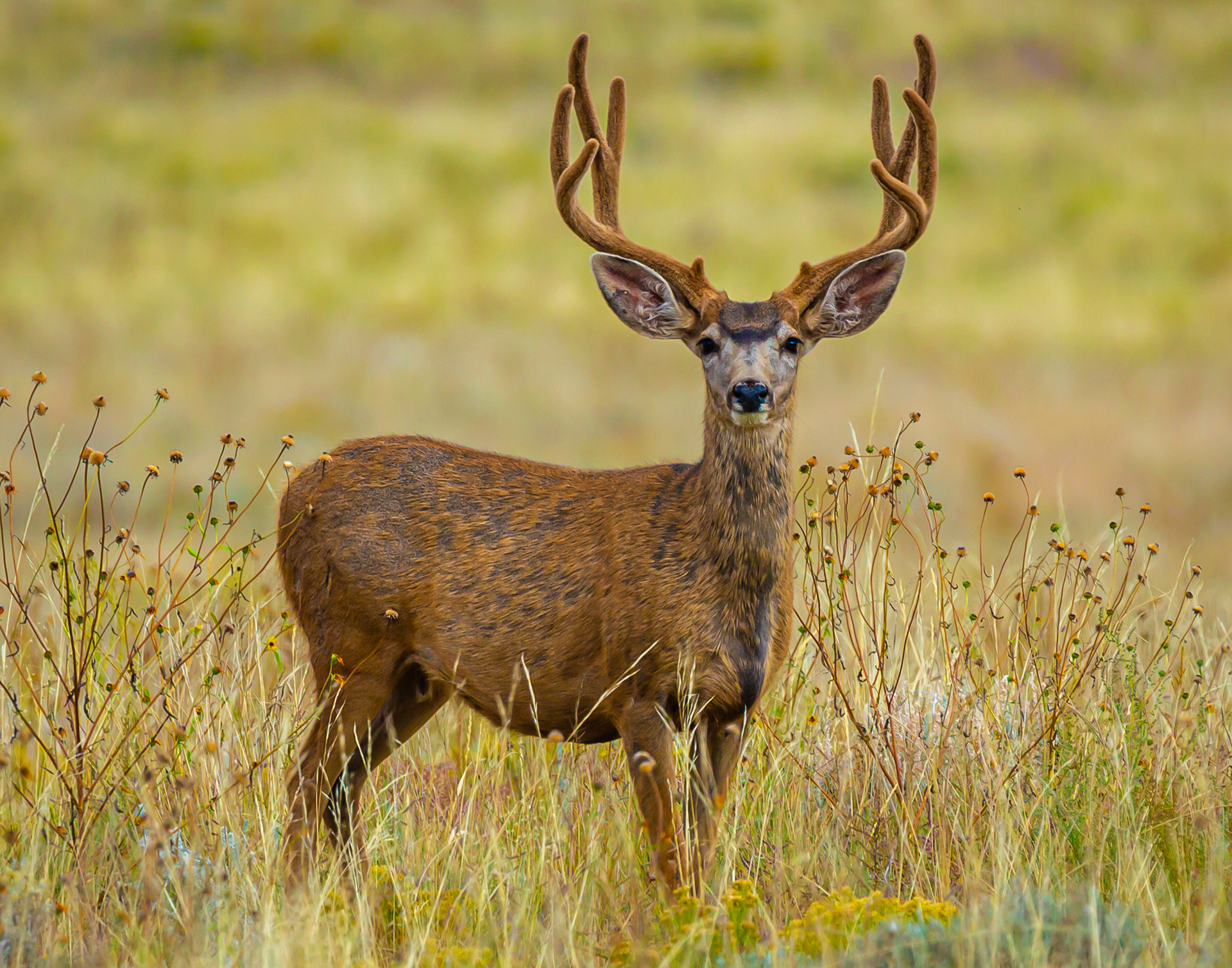 Mule Deer