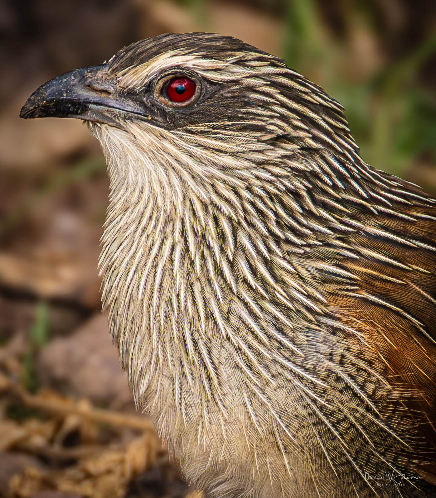 White-browed Coucal
