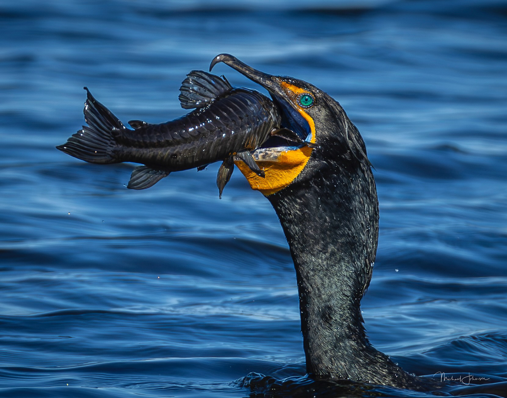 Double-Crested Cormorant