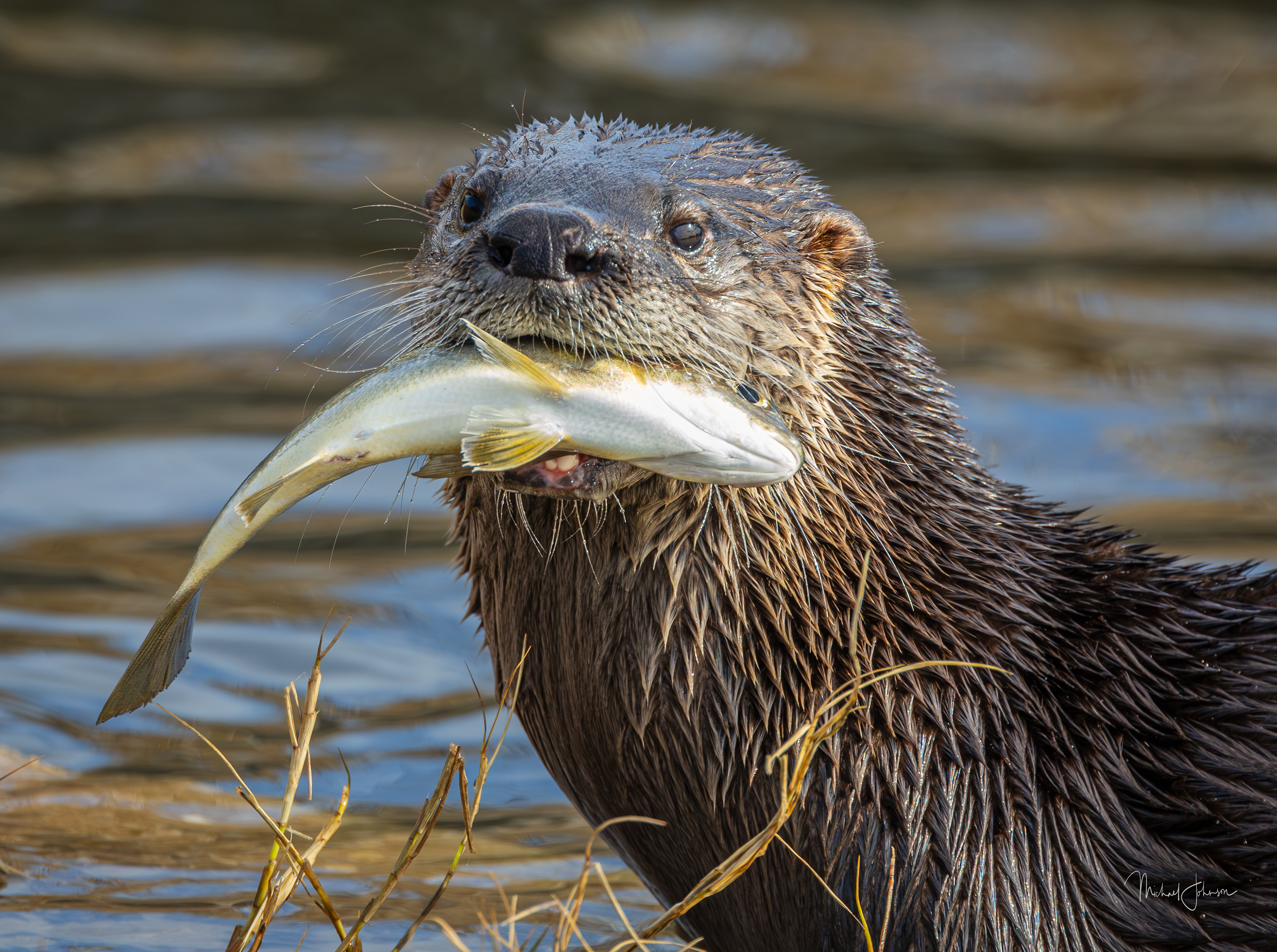 River Otter