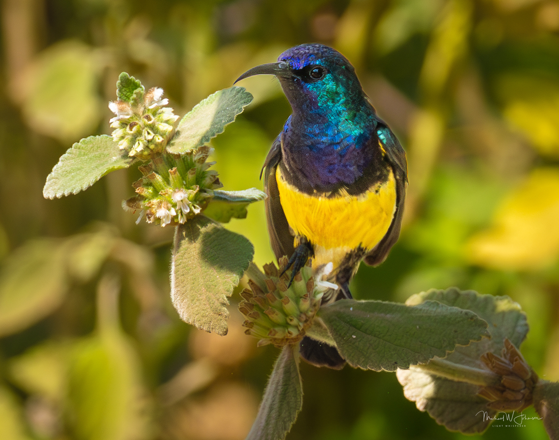Variable Sunbird