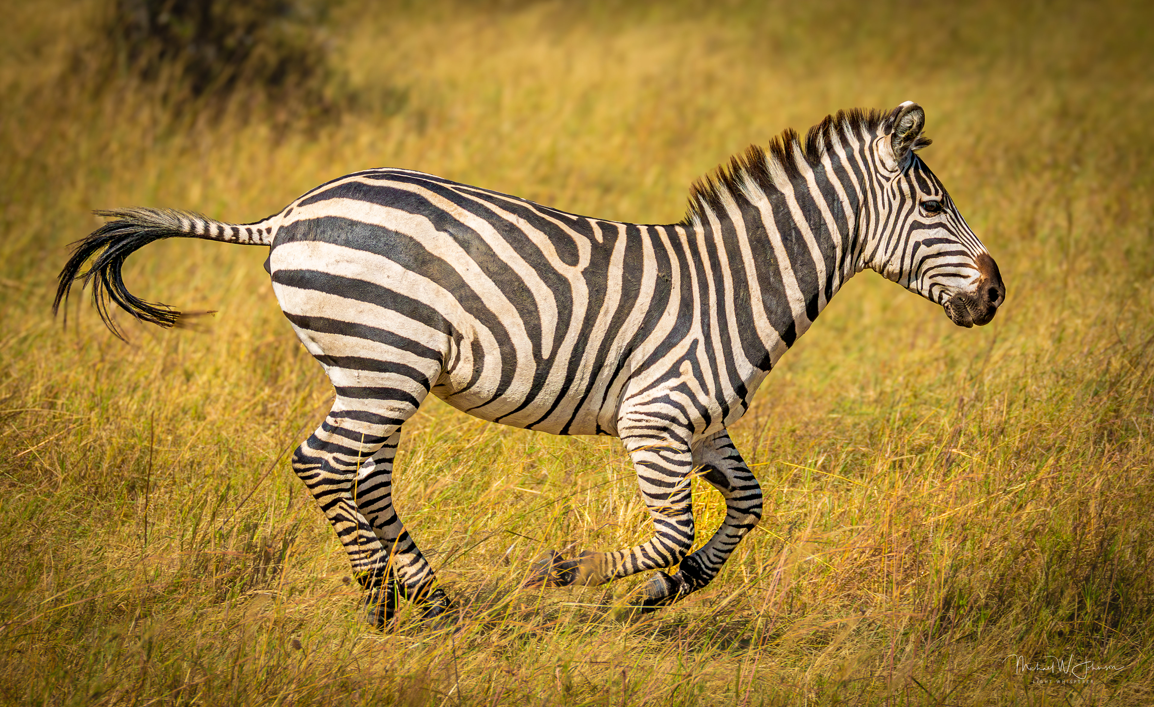 Zebra