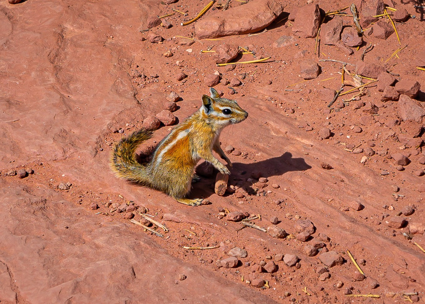Canyonlands National Park - Grand View Point Overlook - Chipmunk