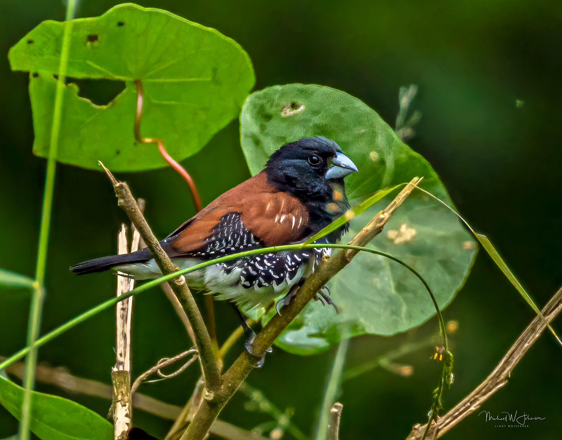 Black and White Mannikin