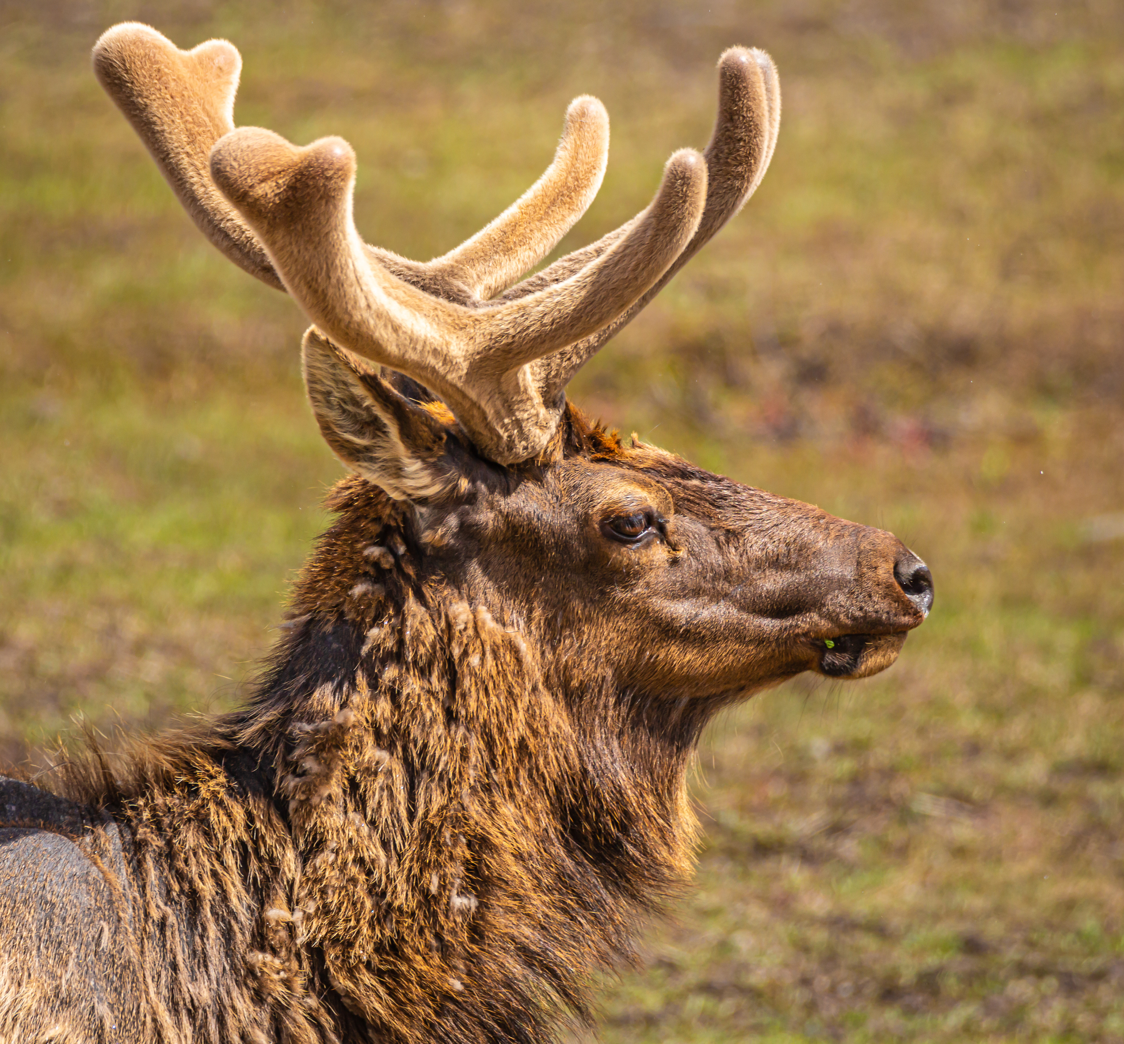 Elk