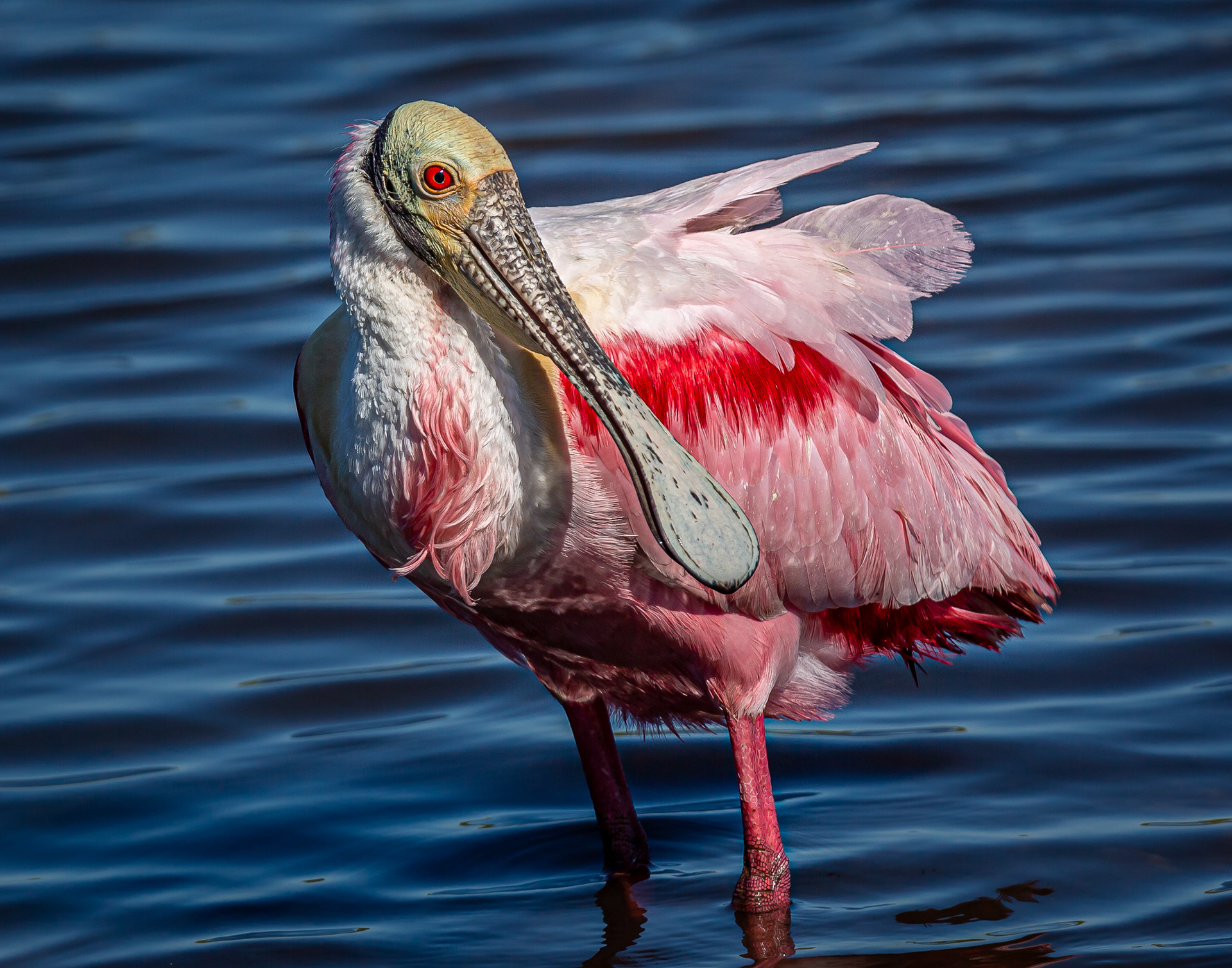 Roseate Spoonbill