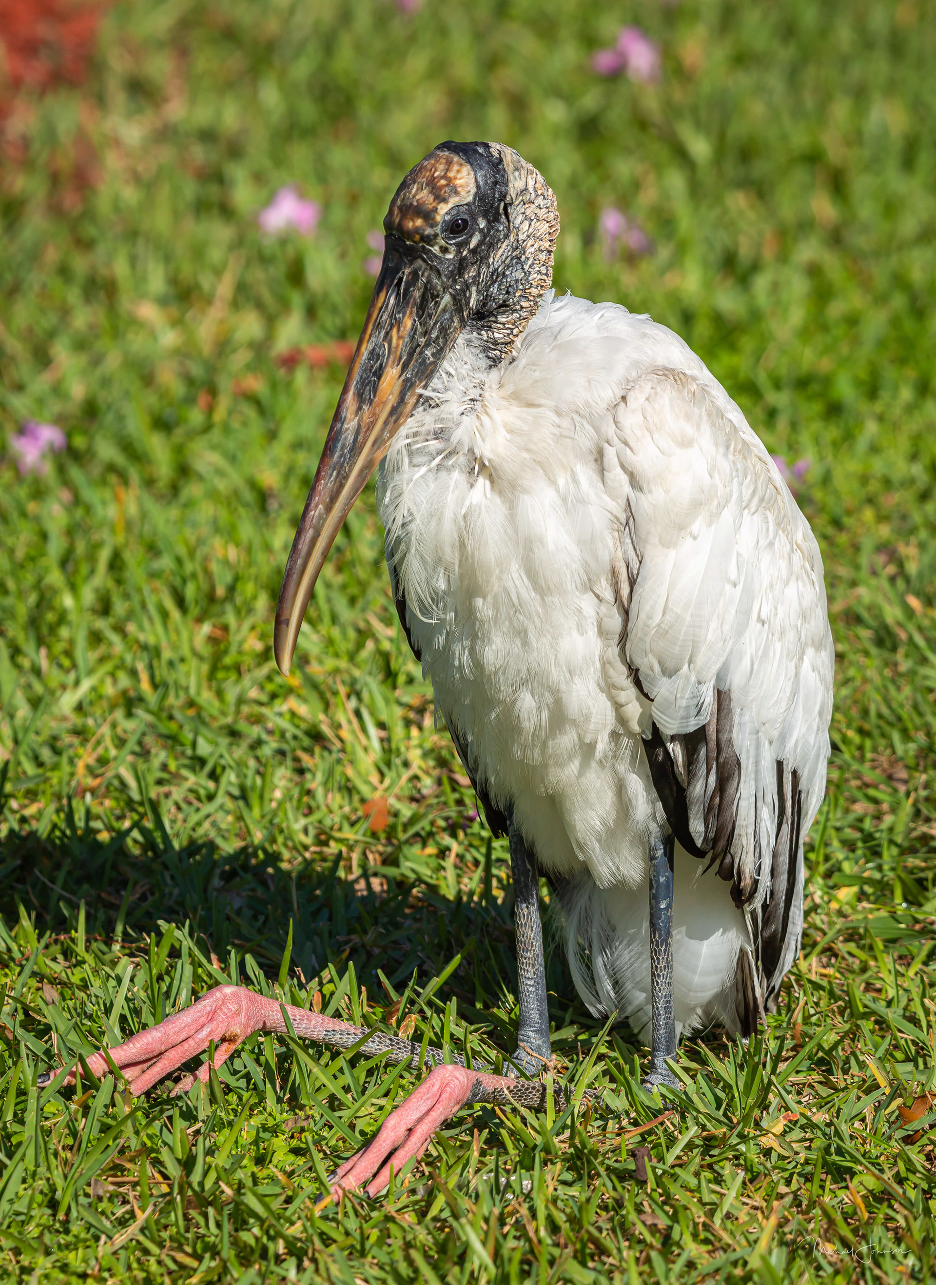 Wood Stork