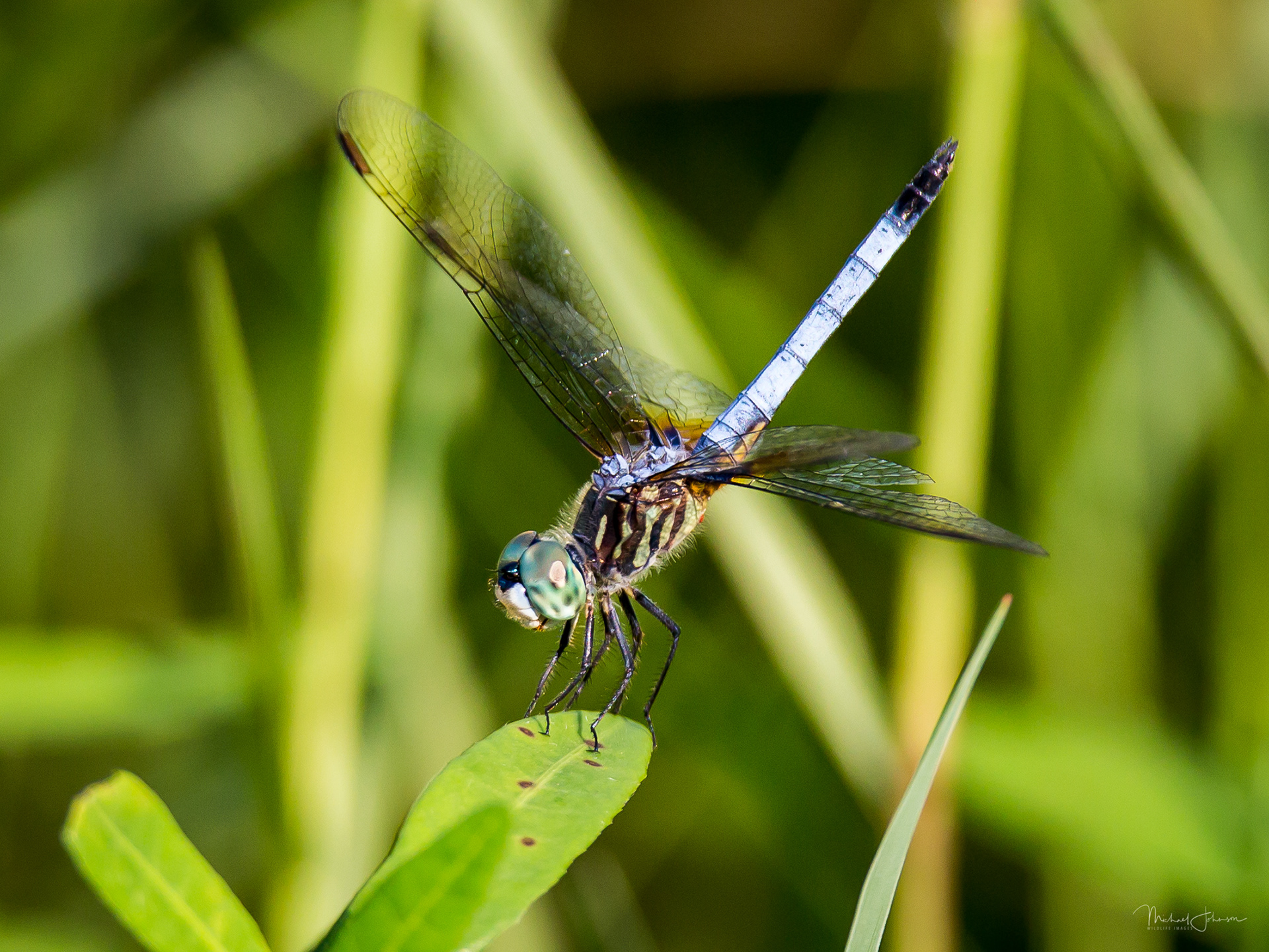 Blue Dasher