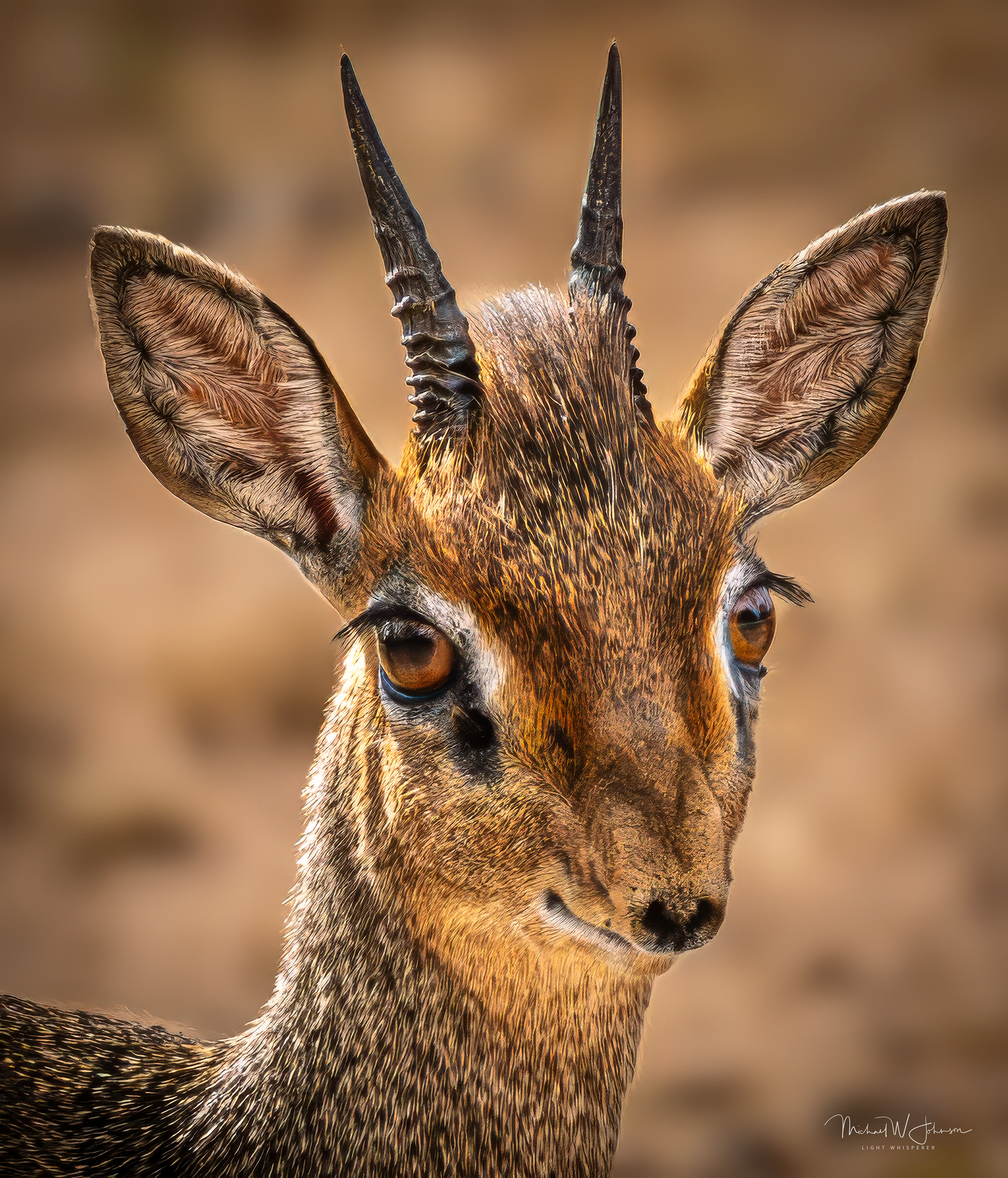 DikDik
