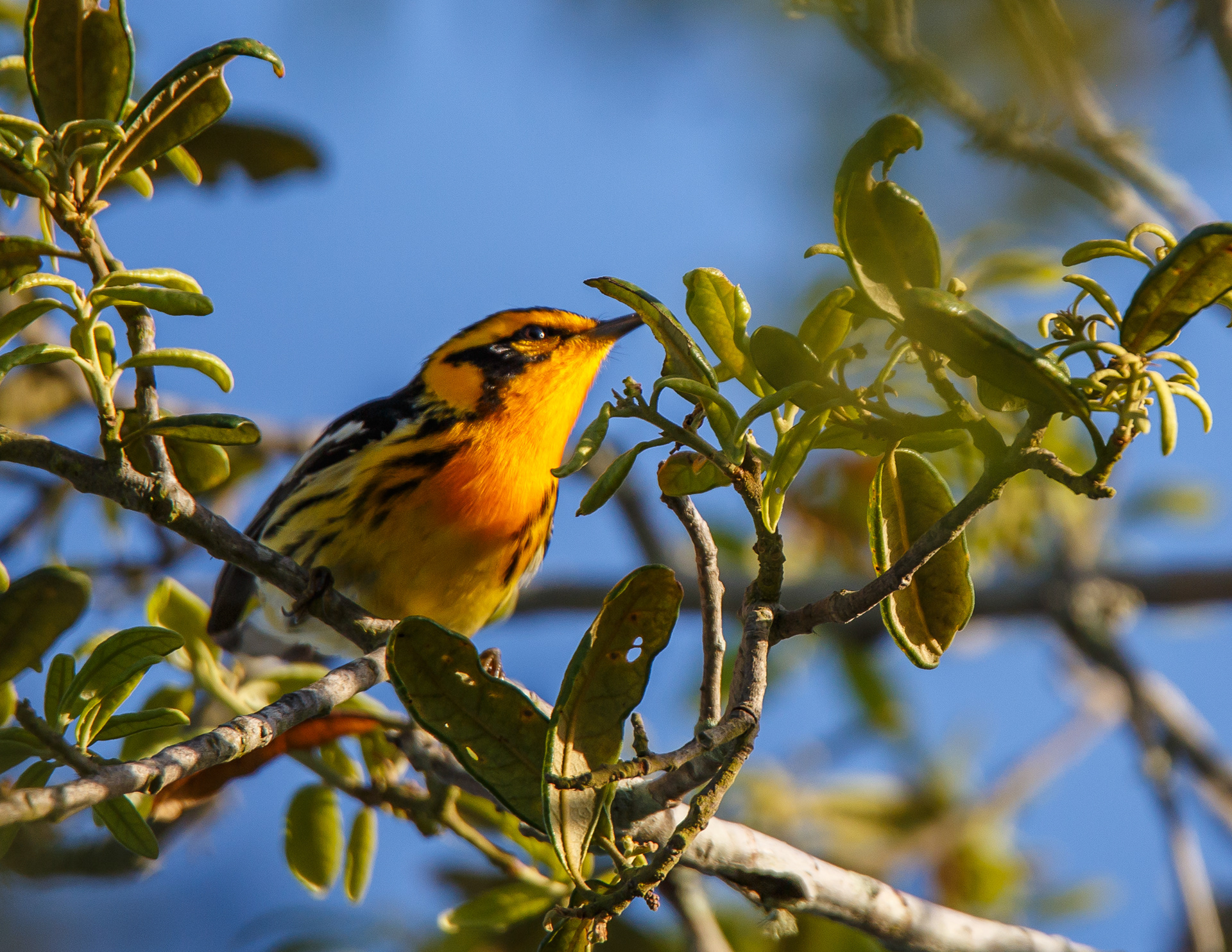 Blackburnian Warbler