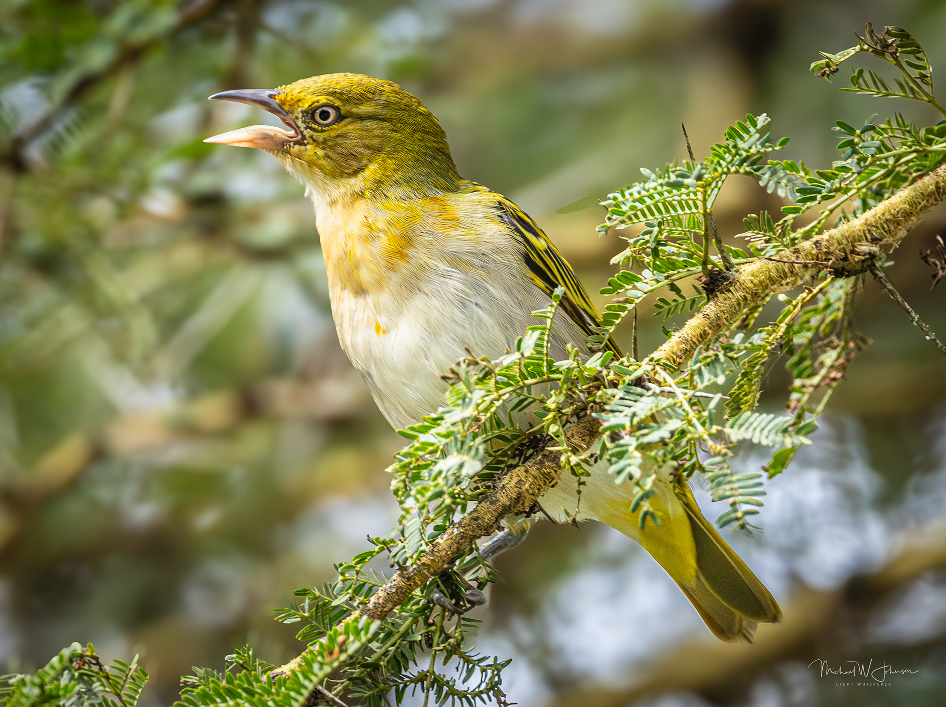 Speke's Weaver