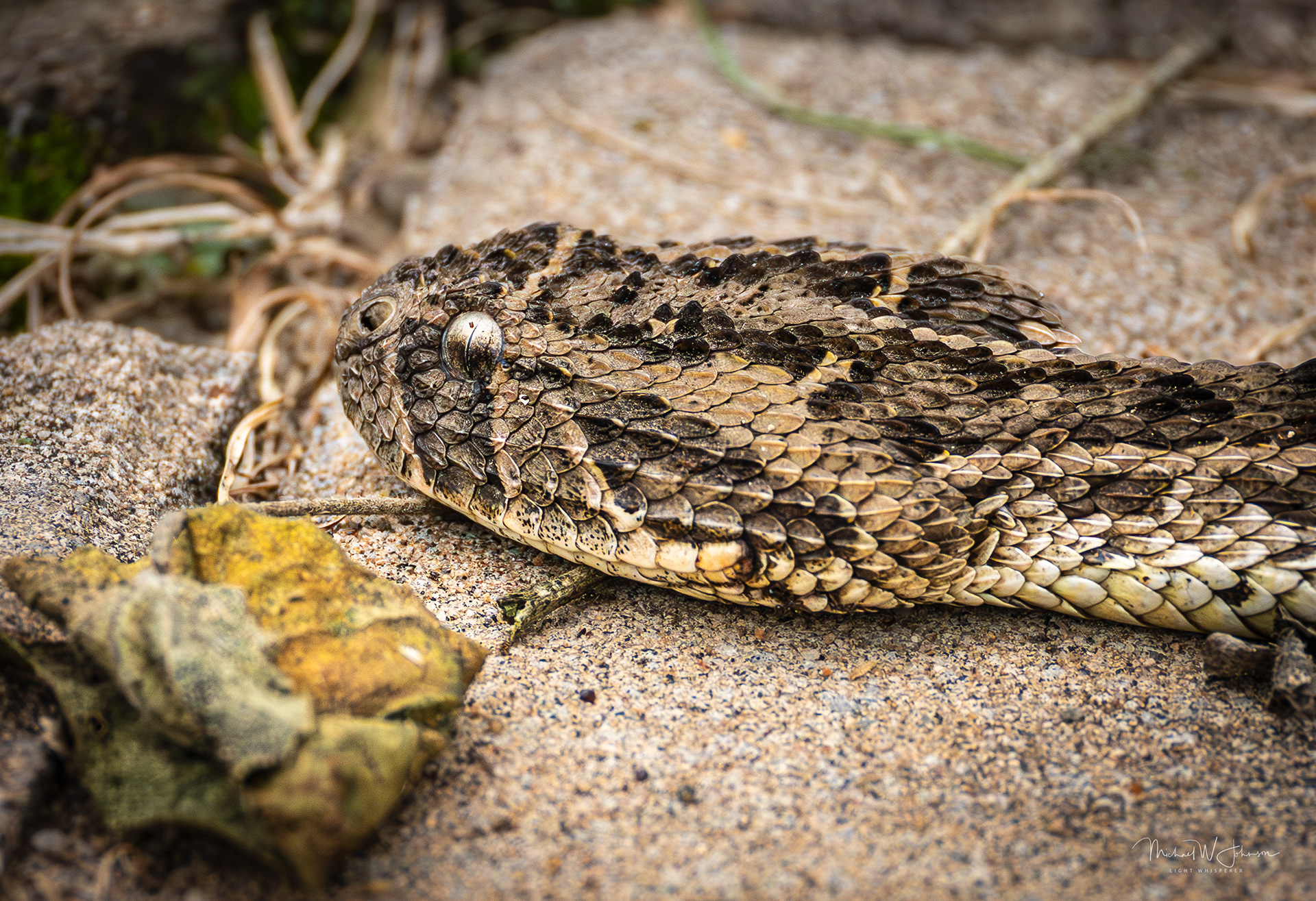 Puff Adder
