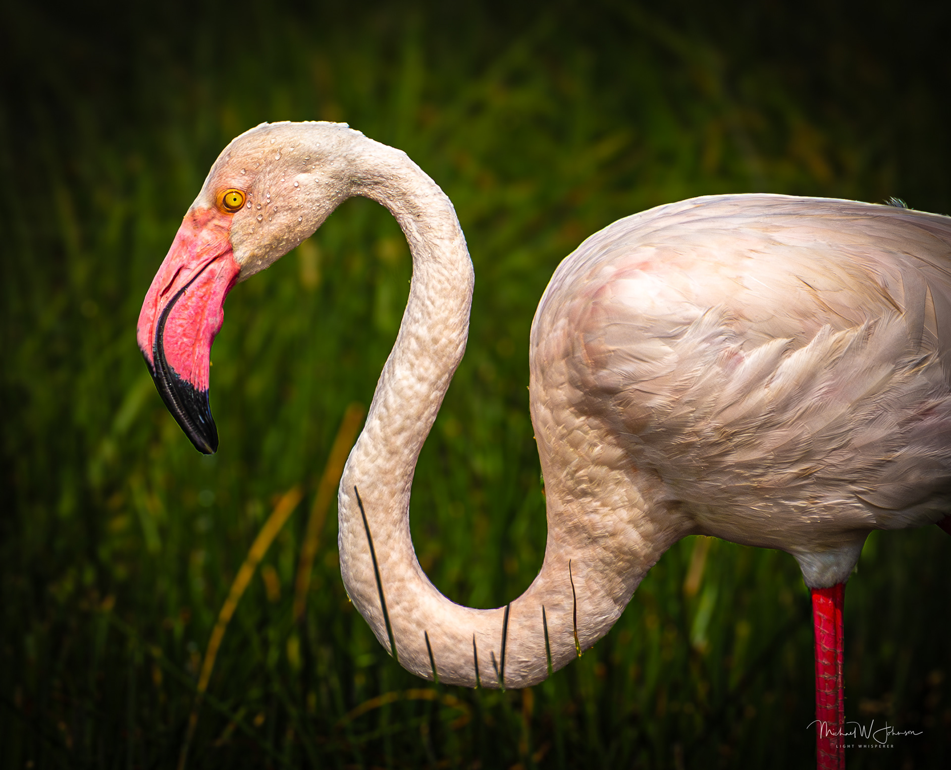 Greater Flamingo
