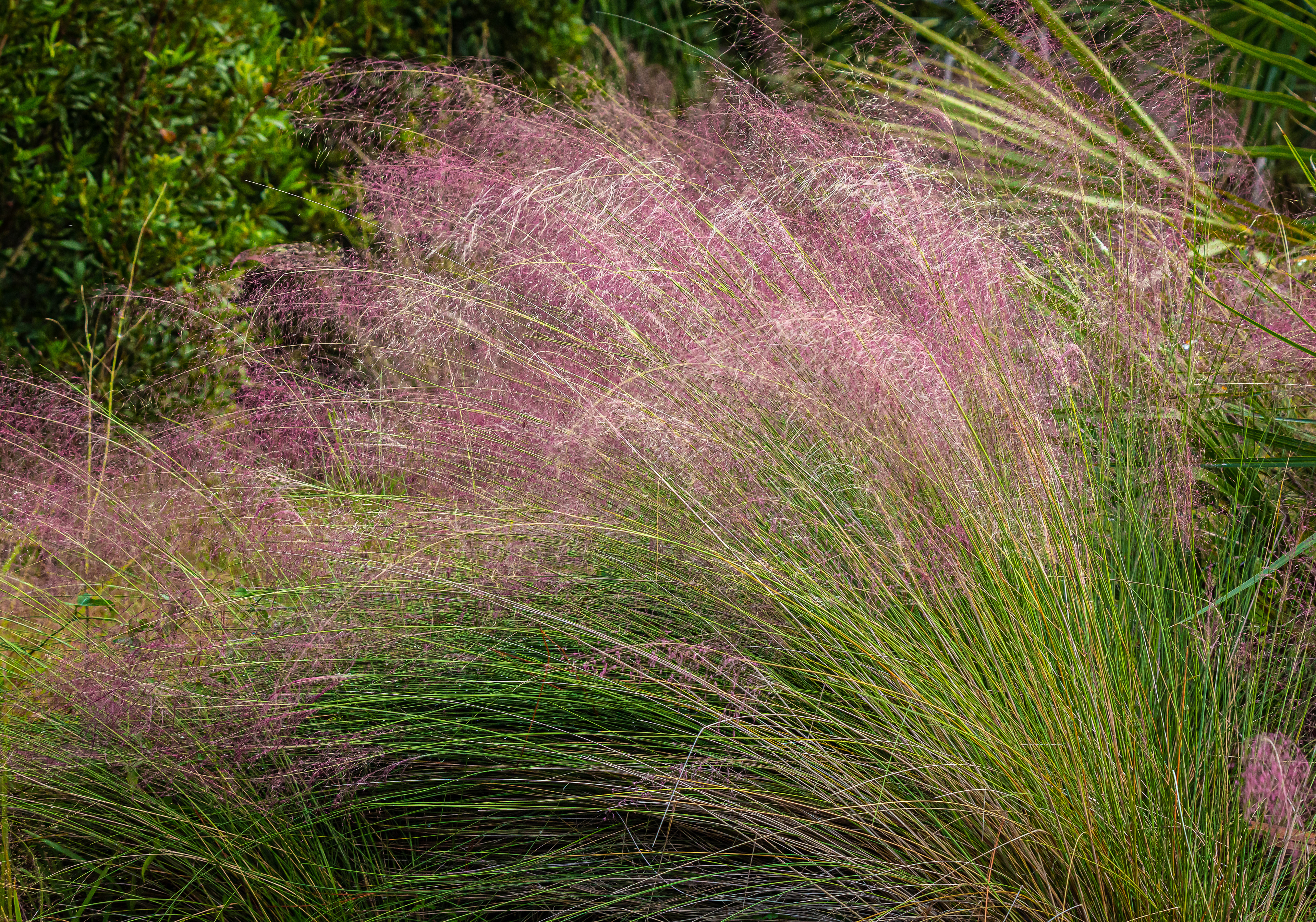 Muhly Grass