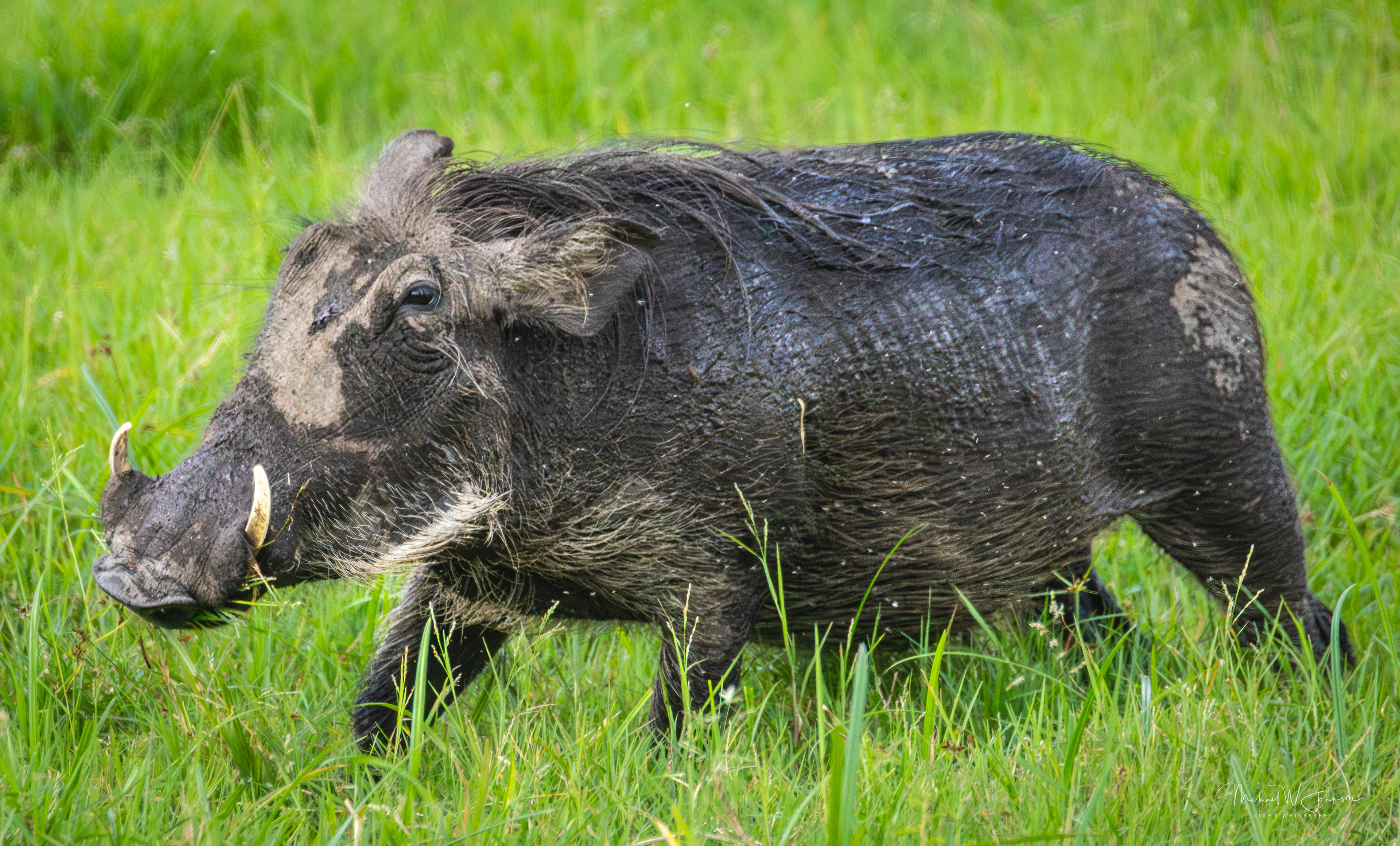 Warthog