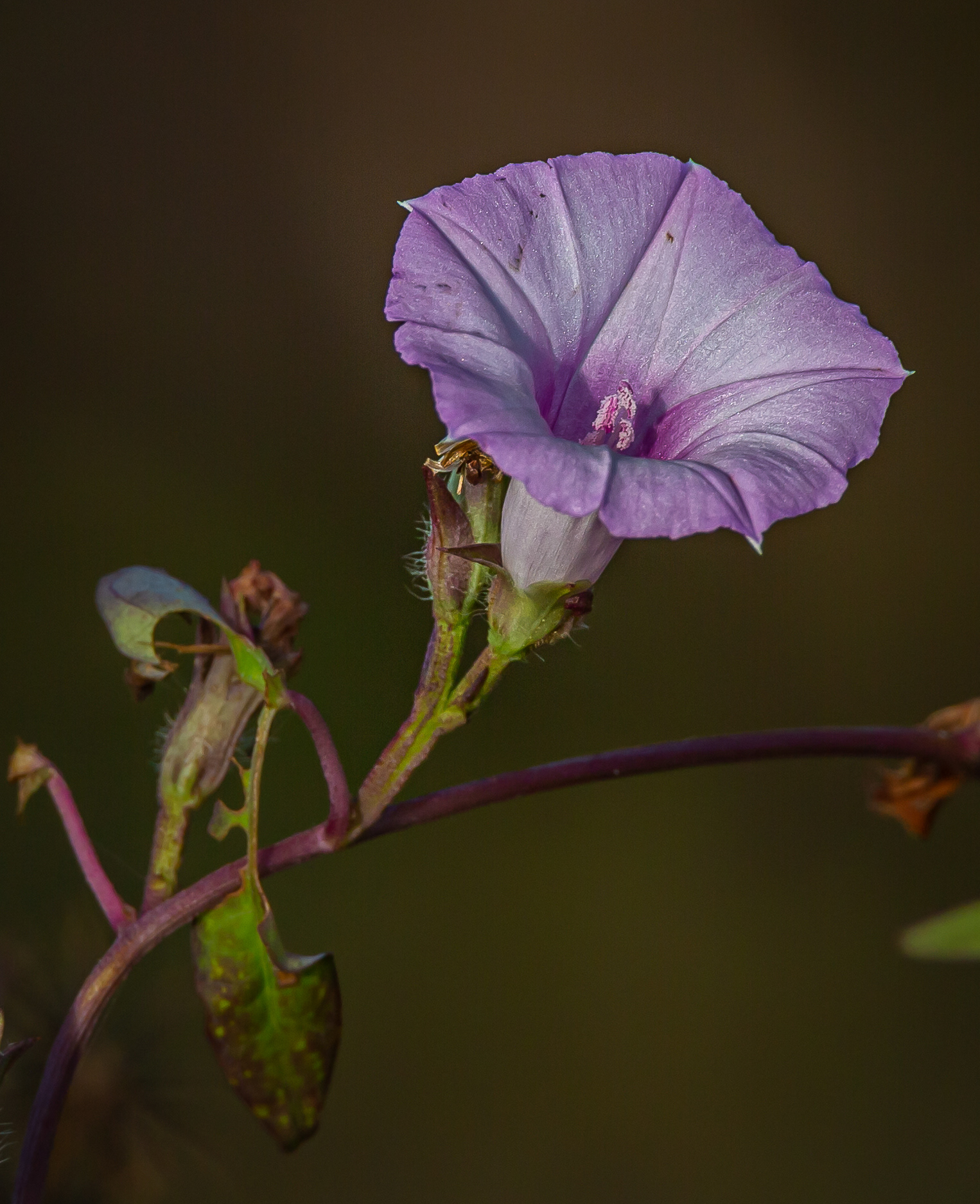 Teavine Morning Glory