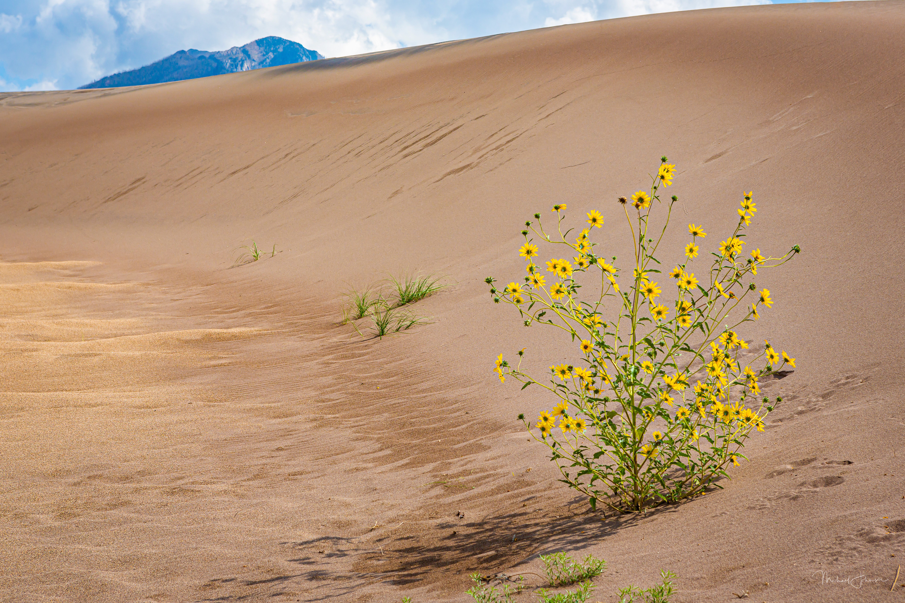 Sunflower Plant on the Dunes