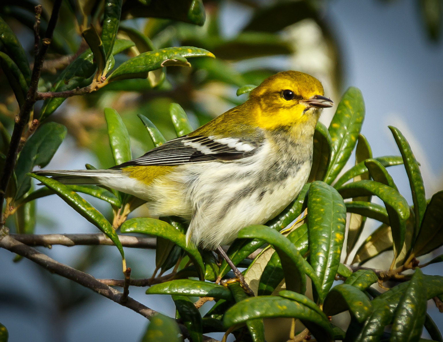 Black-throated Green Warbler