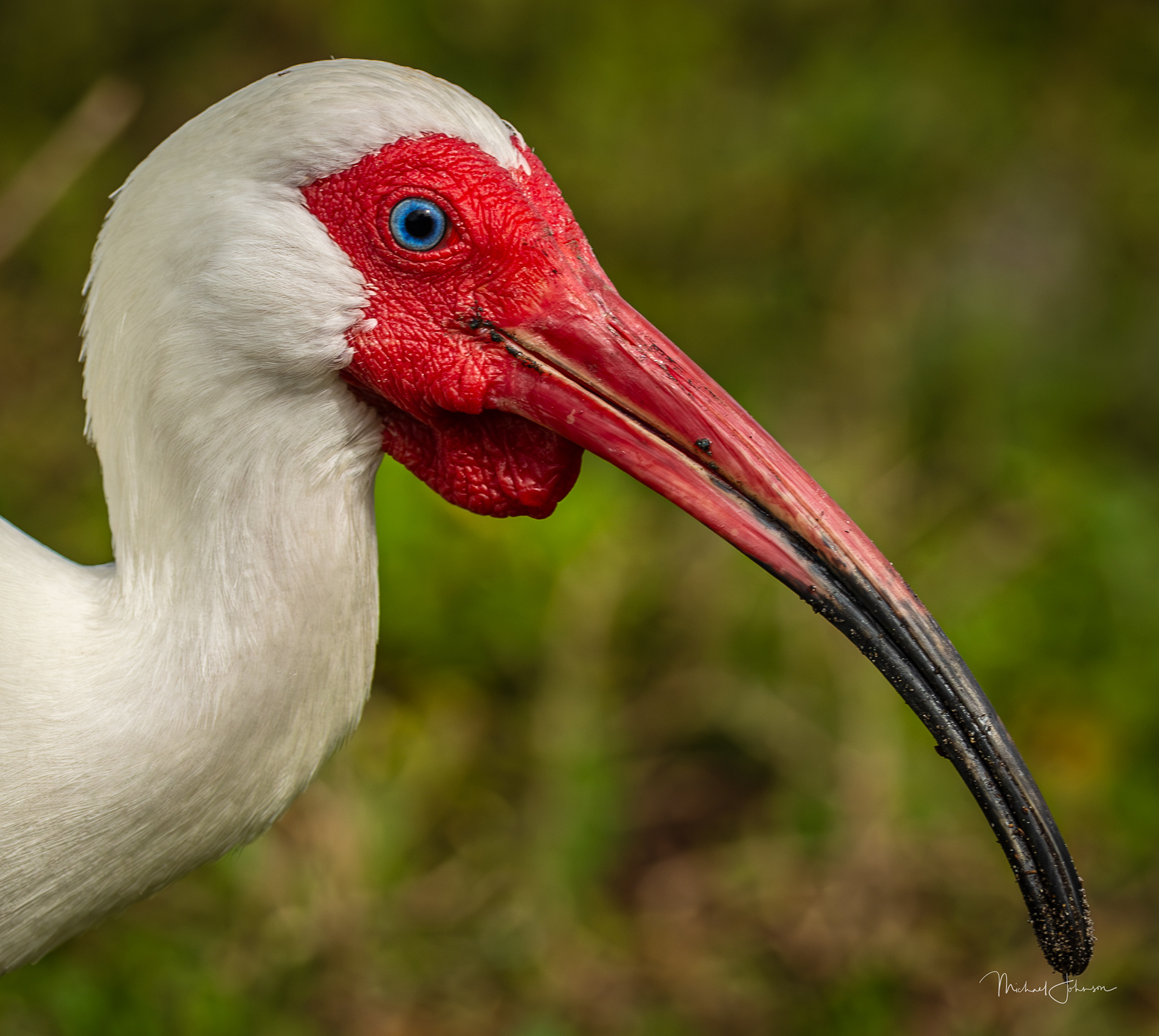 White Ibis