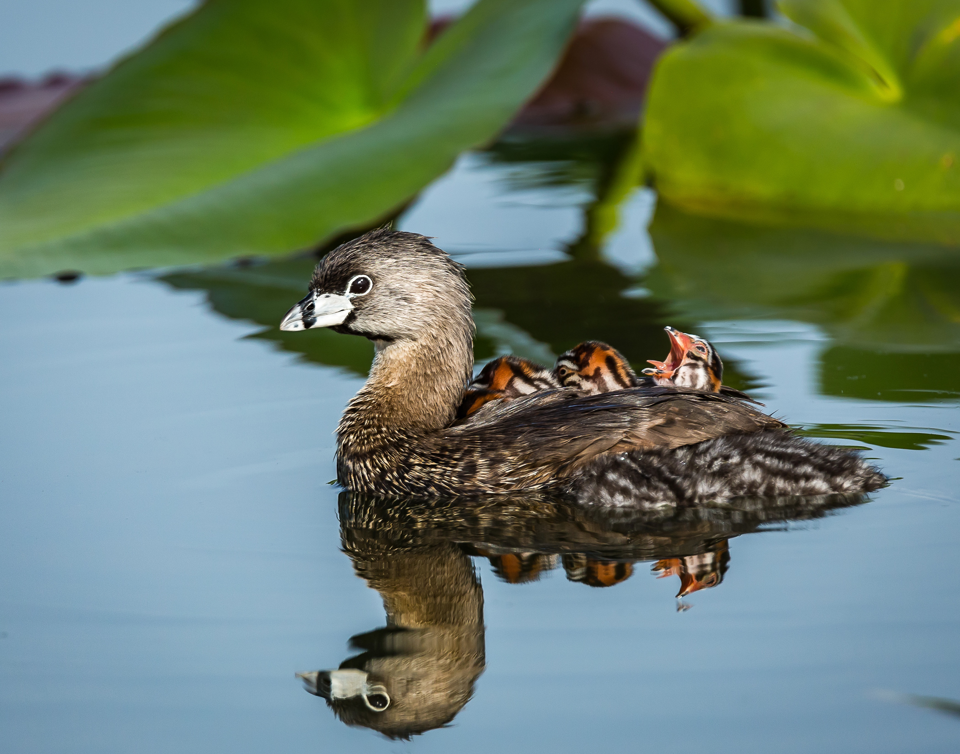 "Best in Show"  Yawner - Pied-billed Grebes