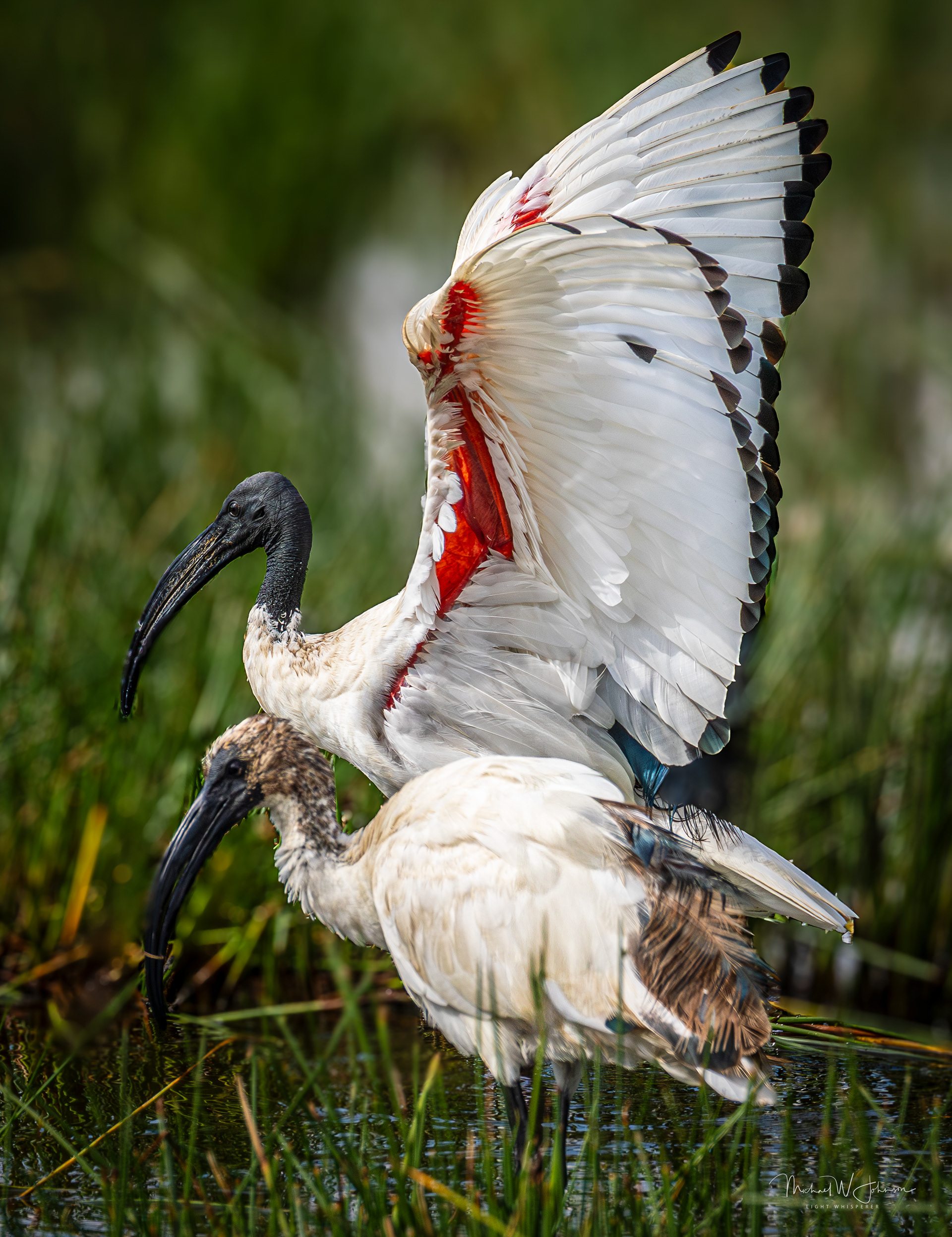 Sacred Ibis