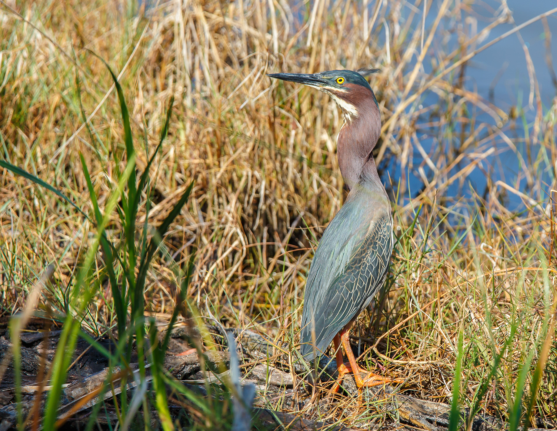 Green Heron
