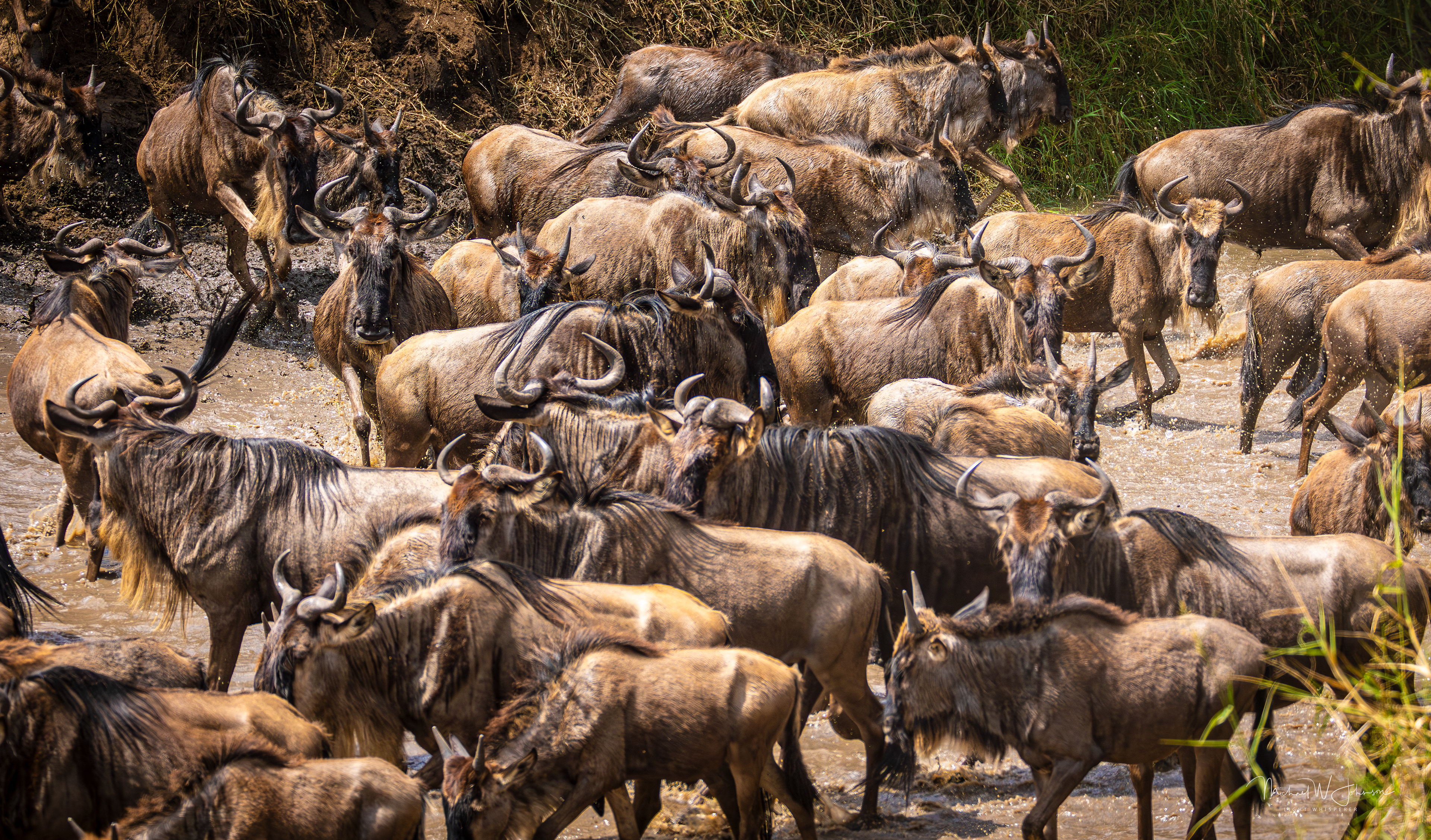 Wildebeests