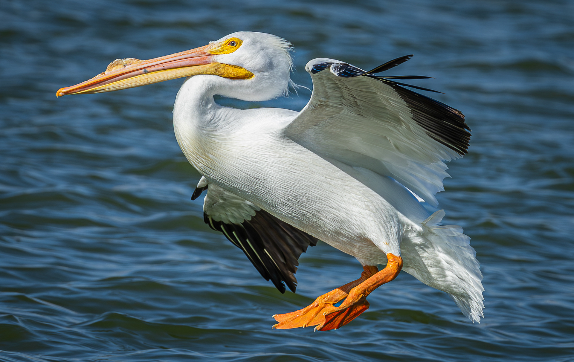 White Pelican