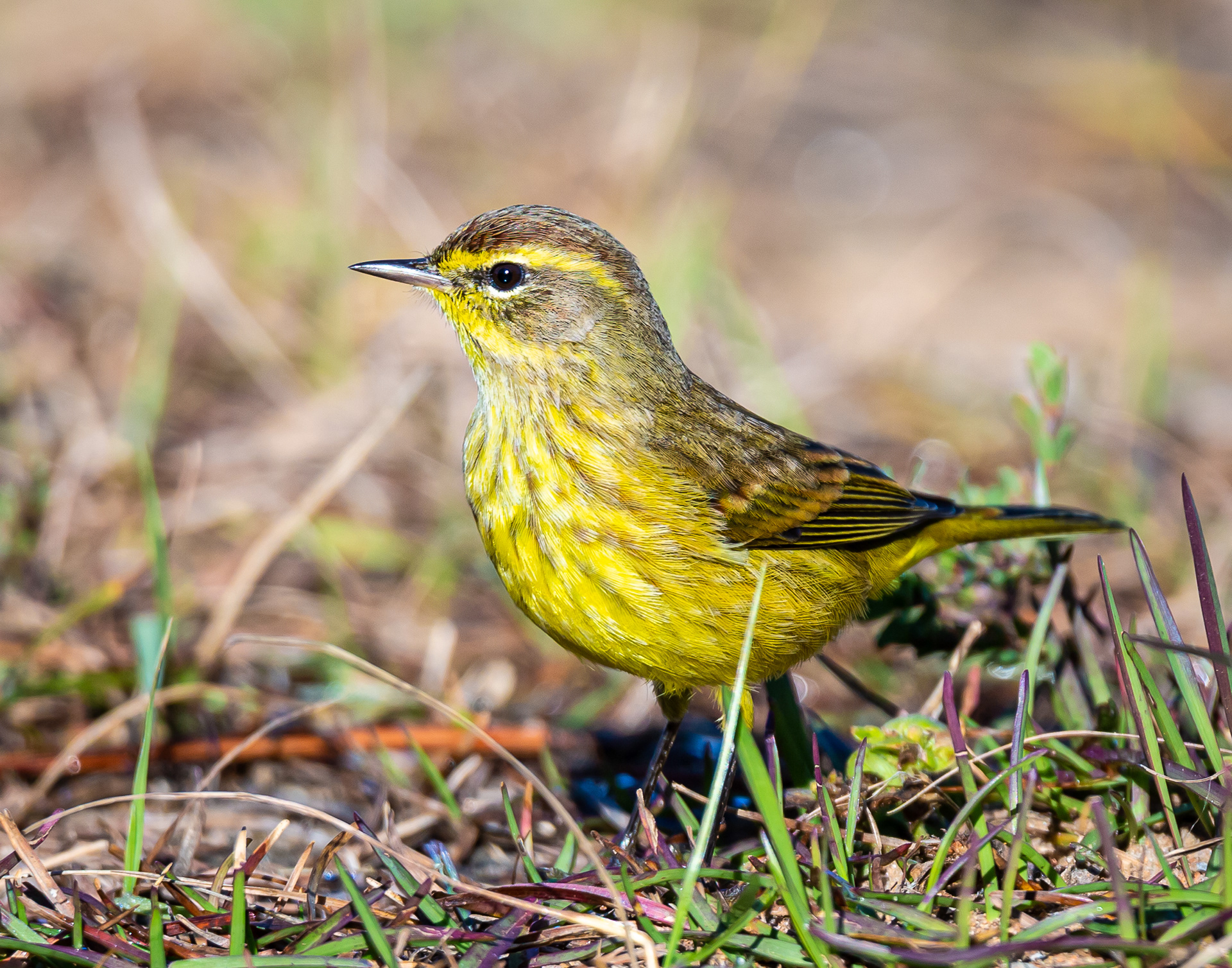 Palm Warbler